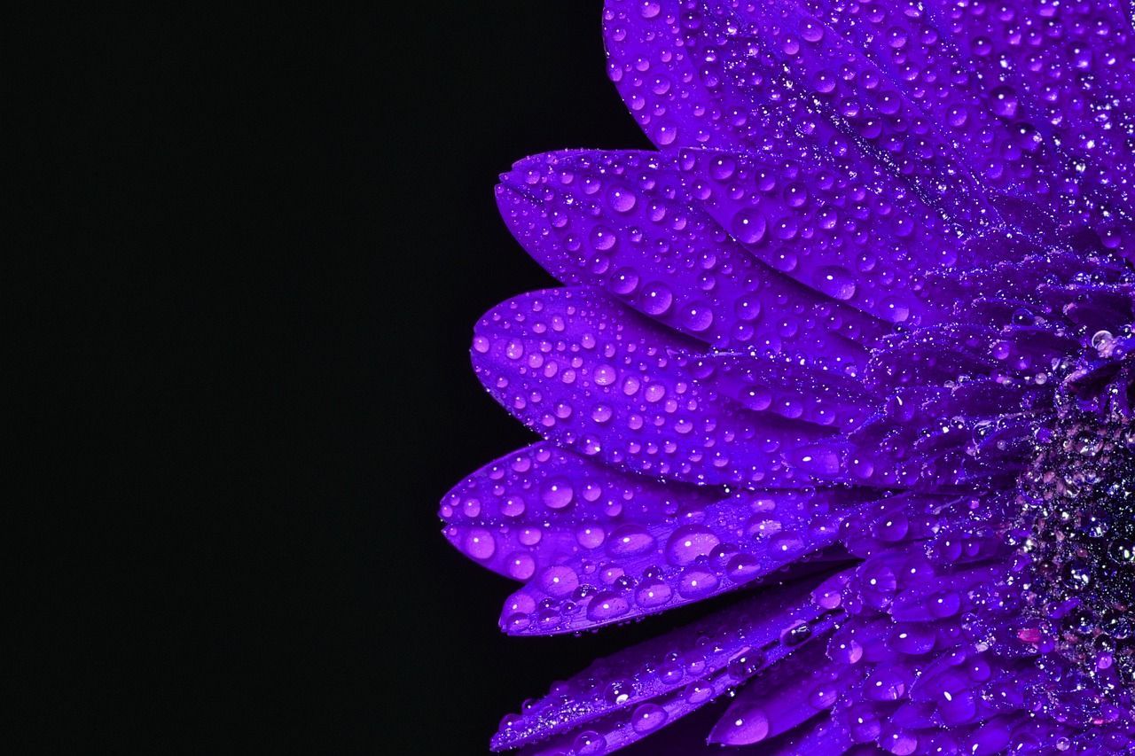 1280x853 Aster Flower Wet