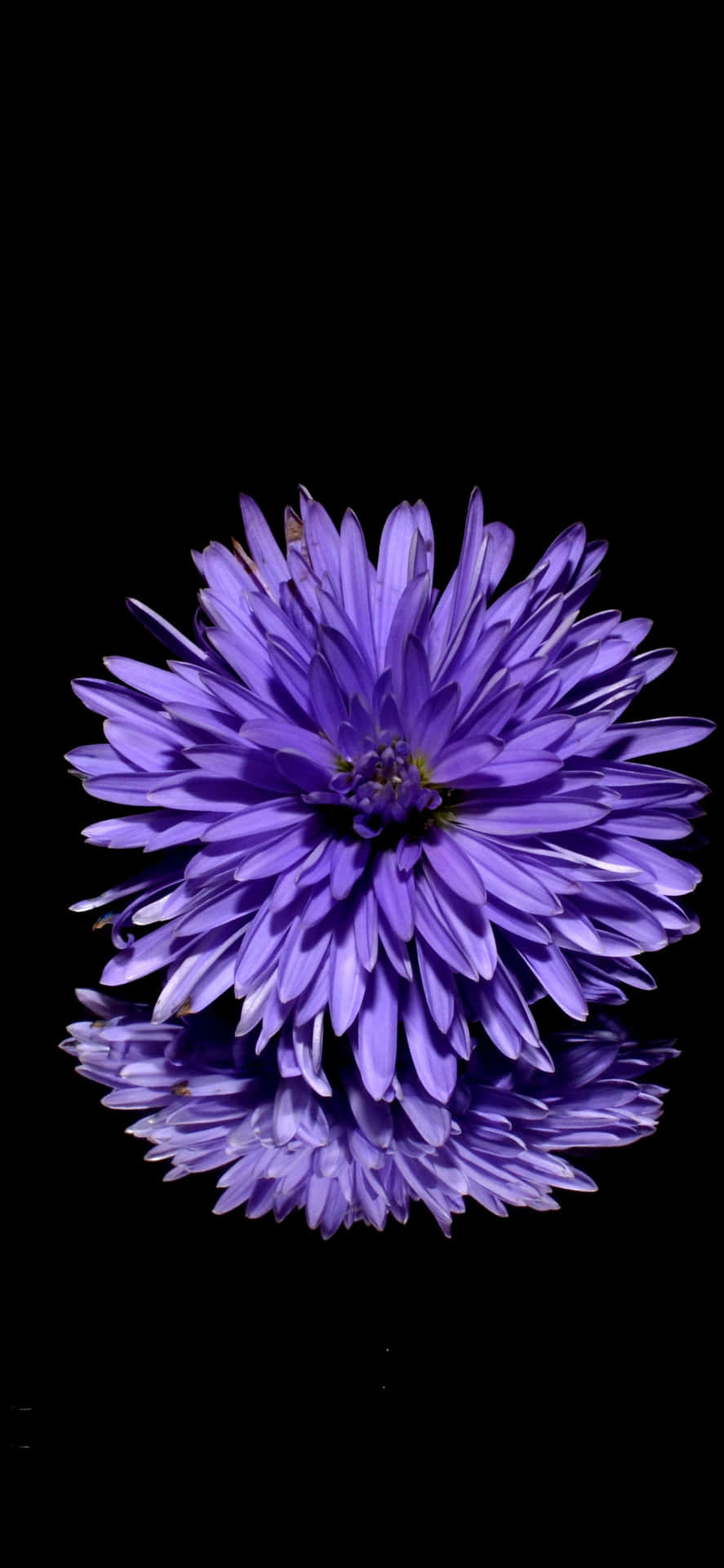 887x1920 Purple Flower Background