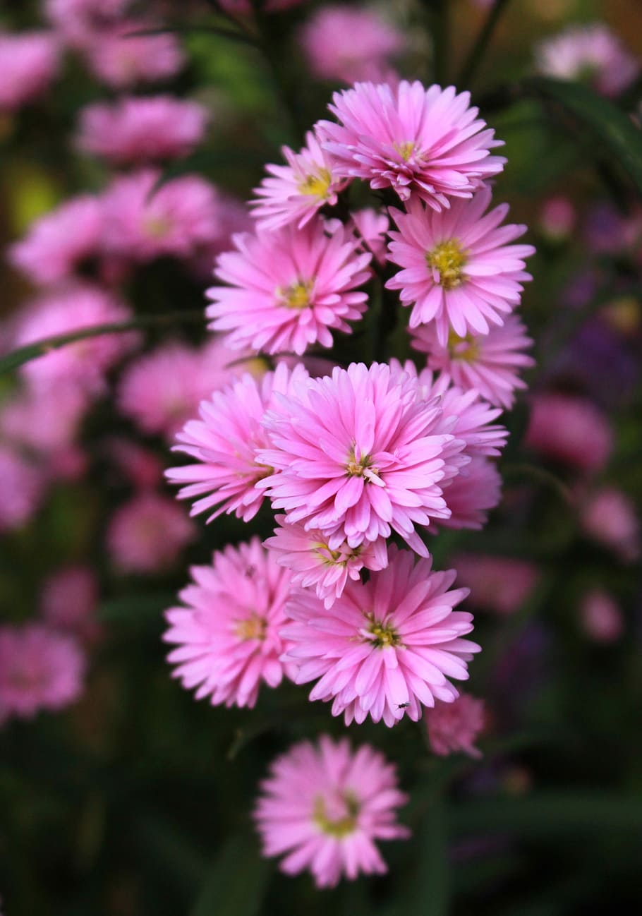 910x1298 Aster, Flower, Pink, Plant, Flora, pink