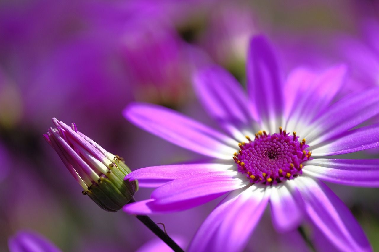 1280x853 Aster Flower Plant