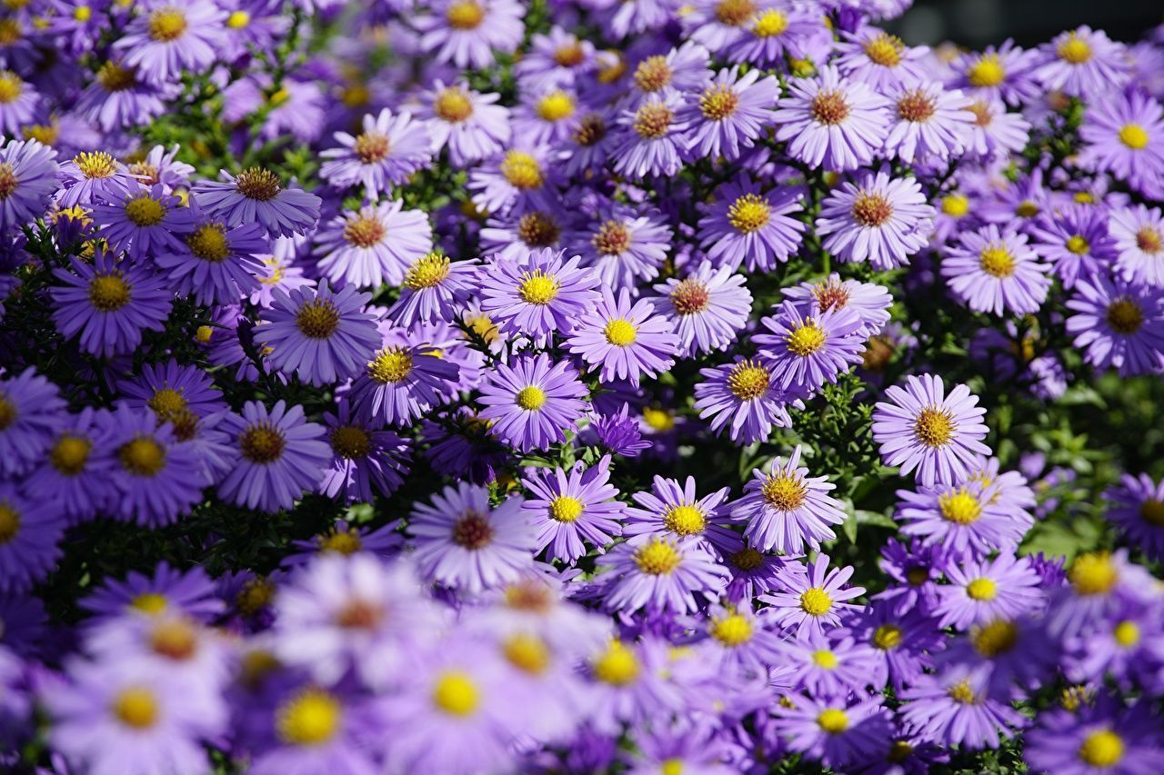 1280x853 Shrub Aster Violet Asters Flowers