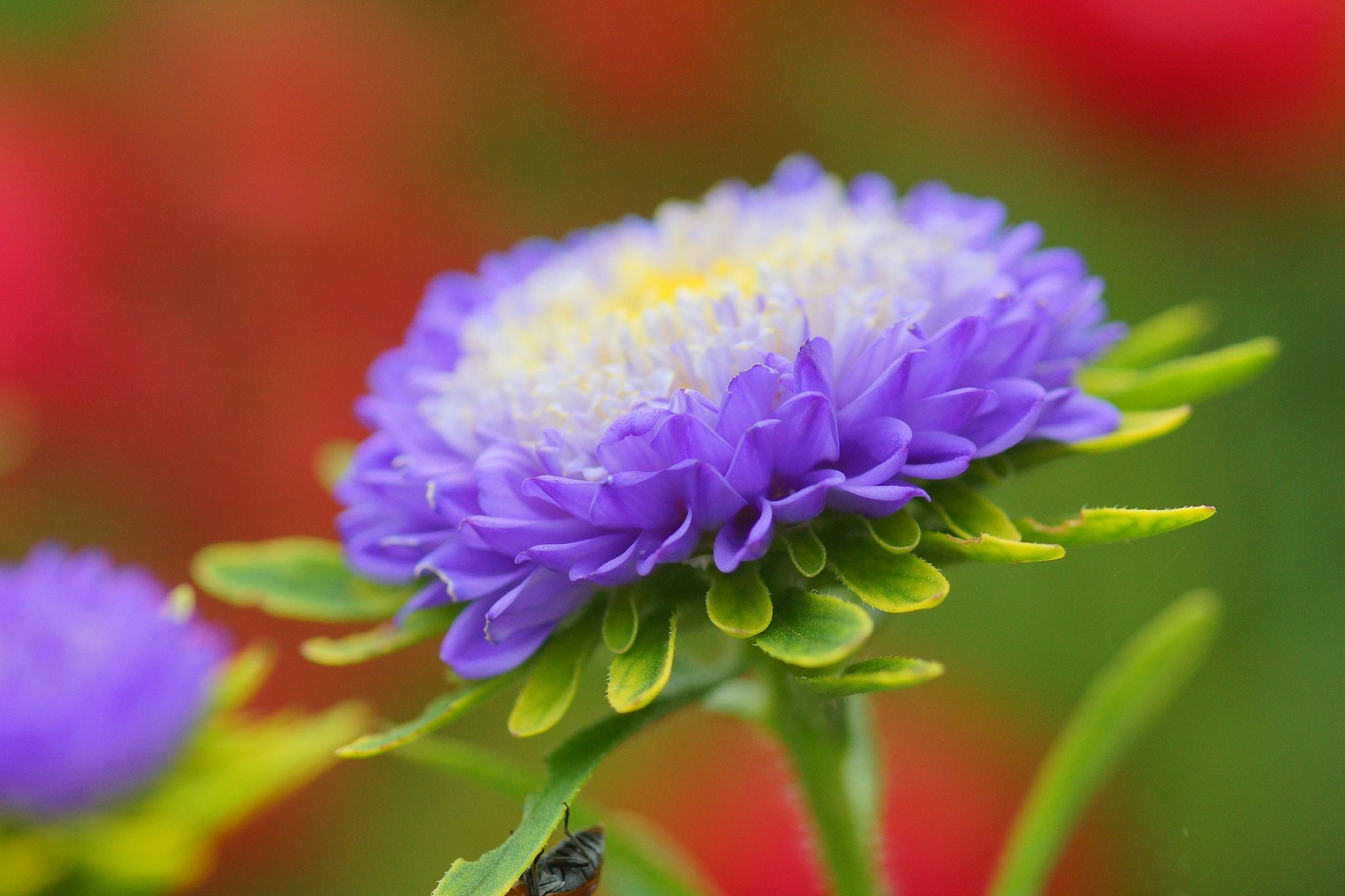 2048x1365 aster, flower, petals Wallpaper, HD