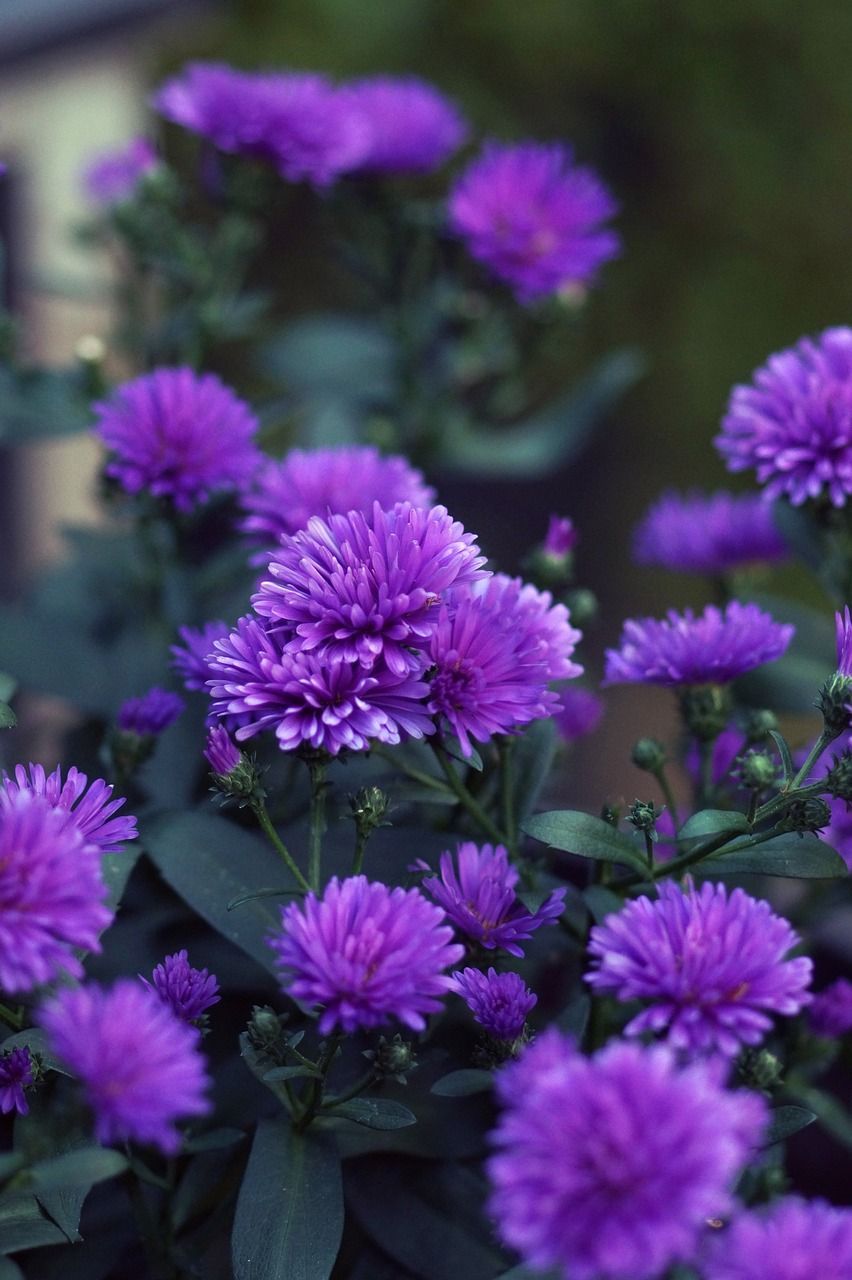 852x1280 Aster, flower, autumn, september aster