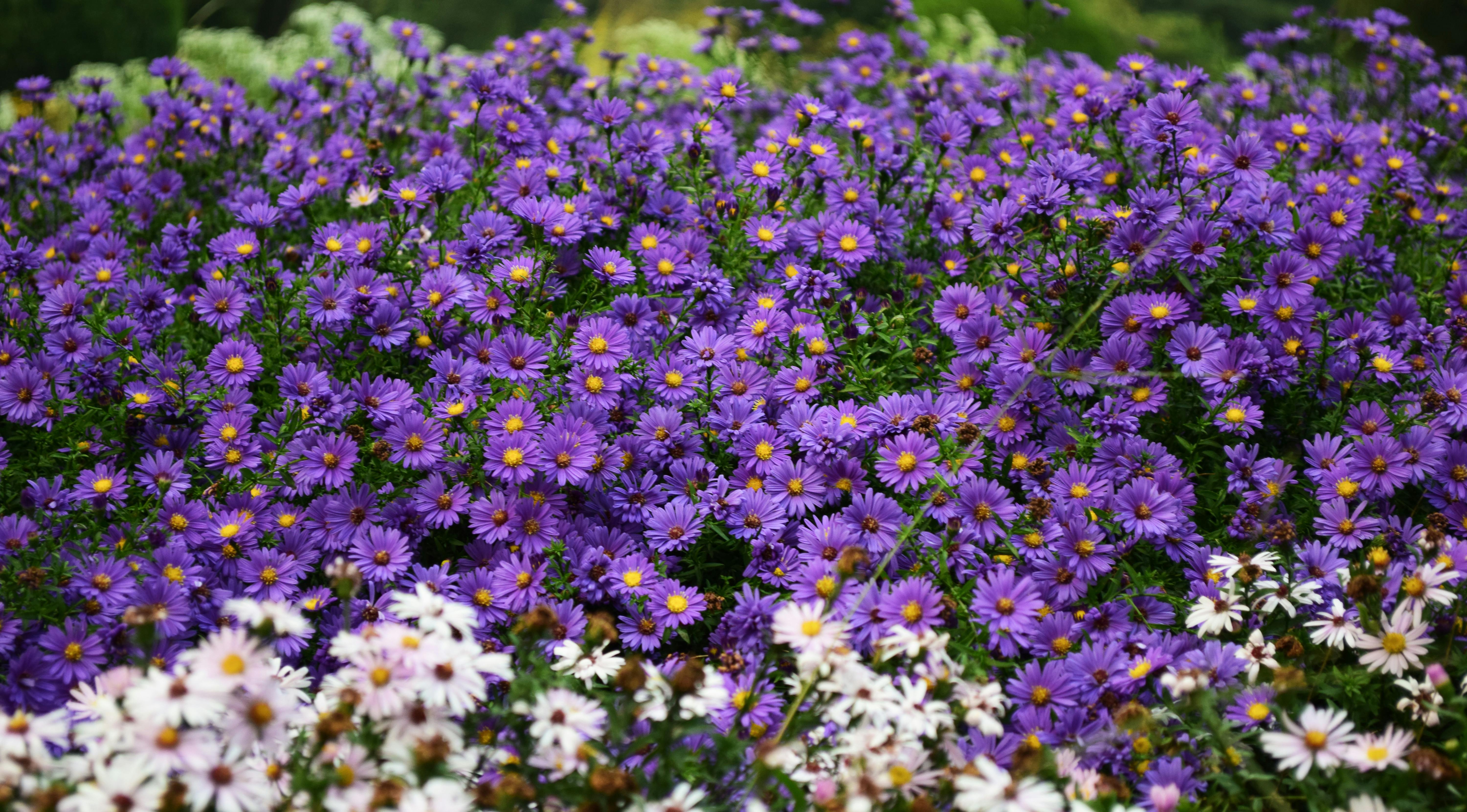 6000x3321 Purple Aster Flowers in a Garden · Free