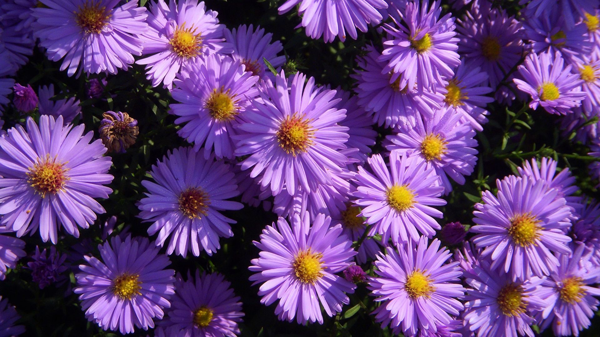 1920x1080 Wallpaper Violet Asters Flowers Closeup