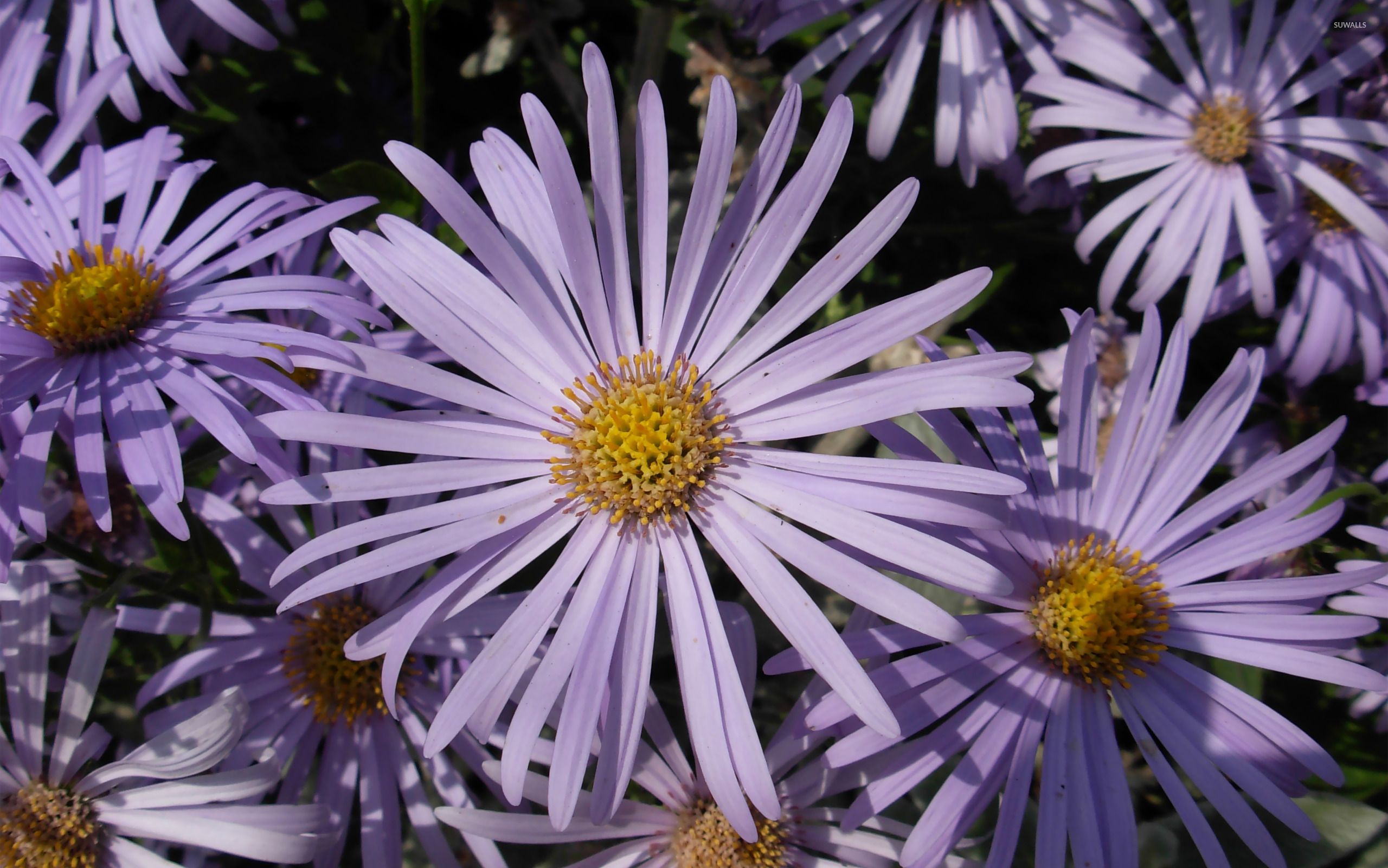 2560x1600 Alpine aster wallpaper