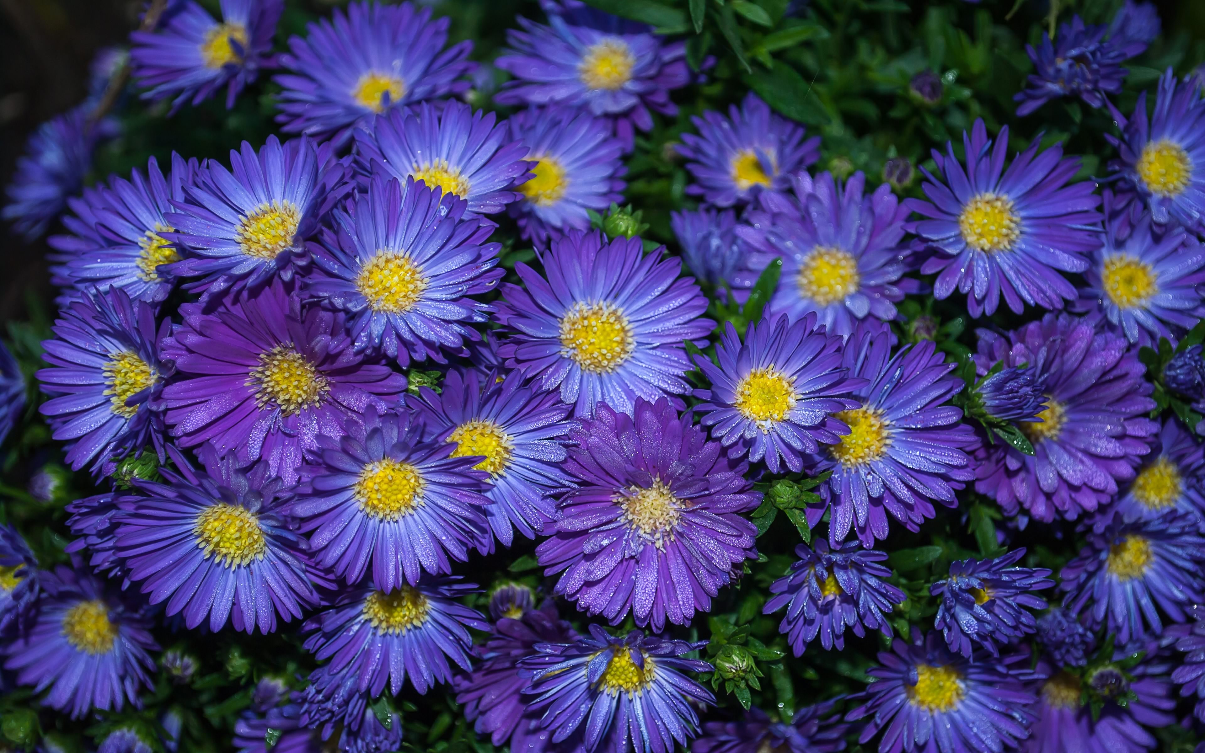 3840x2400 Download Purple Flower Nature Flower 4k