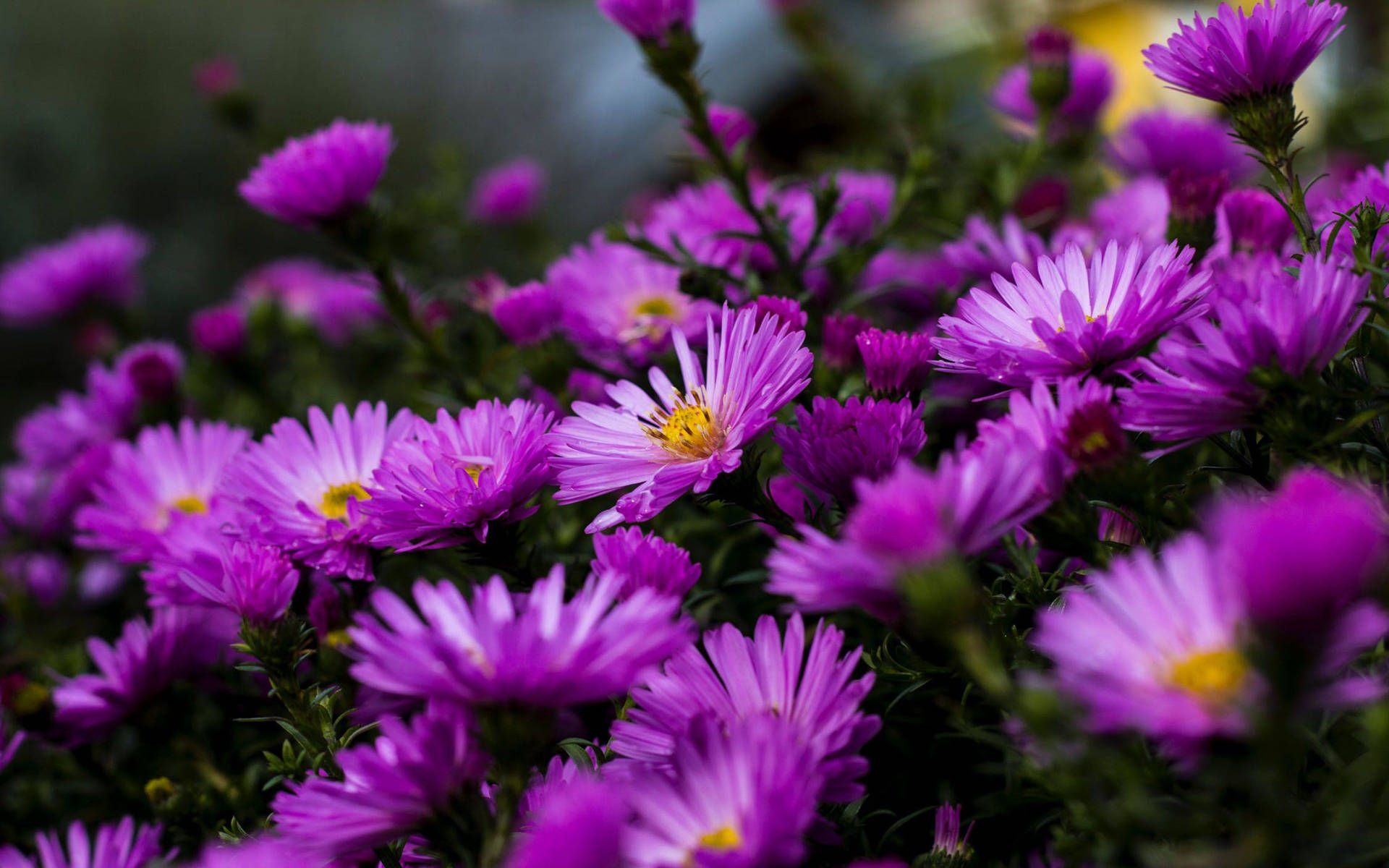 1920x1200 Magenta Aster Purple Flower Wallpaper
