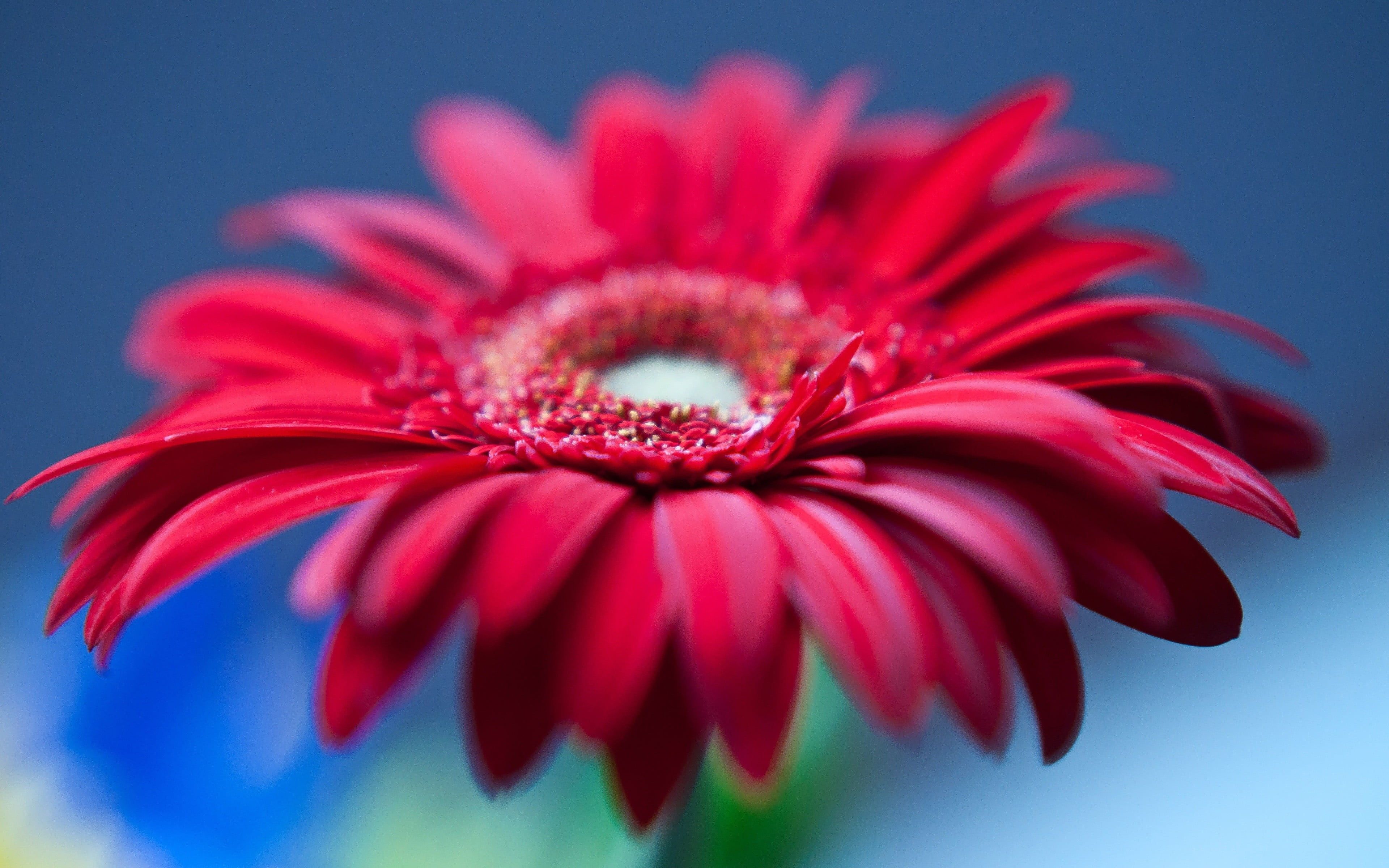 3840x2400 Macro photography of red Aster HD
