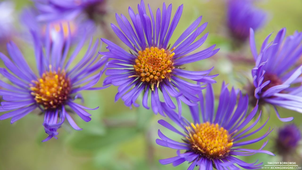 1280x720 Wild Flower 10 17 2013 Wallpaper