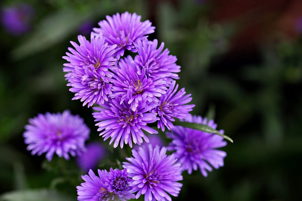1280x853 Aster Flower Flora
