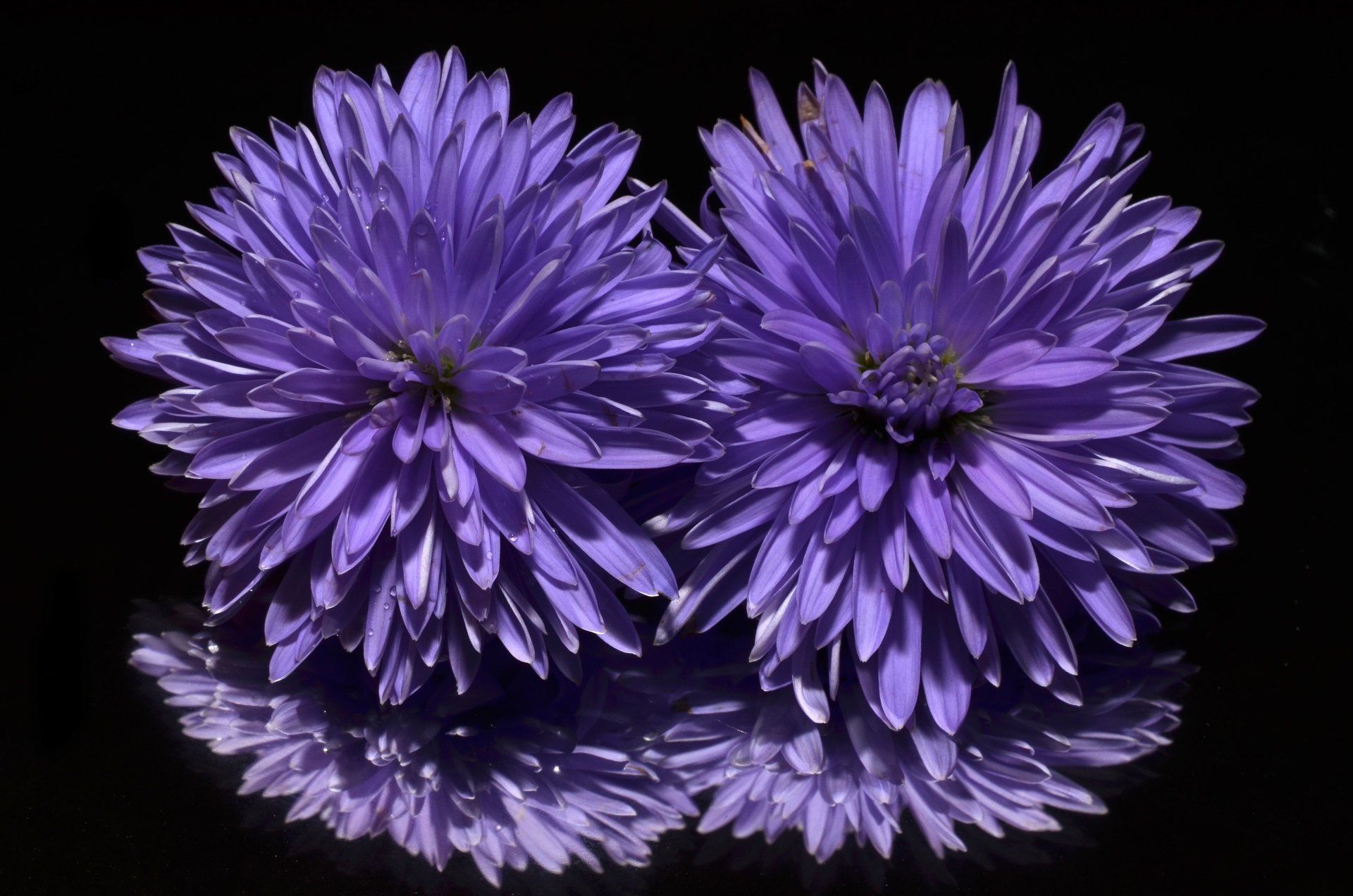 1920x1272 Purple Flower Reflection Flower Nature
