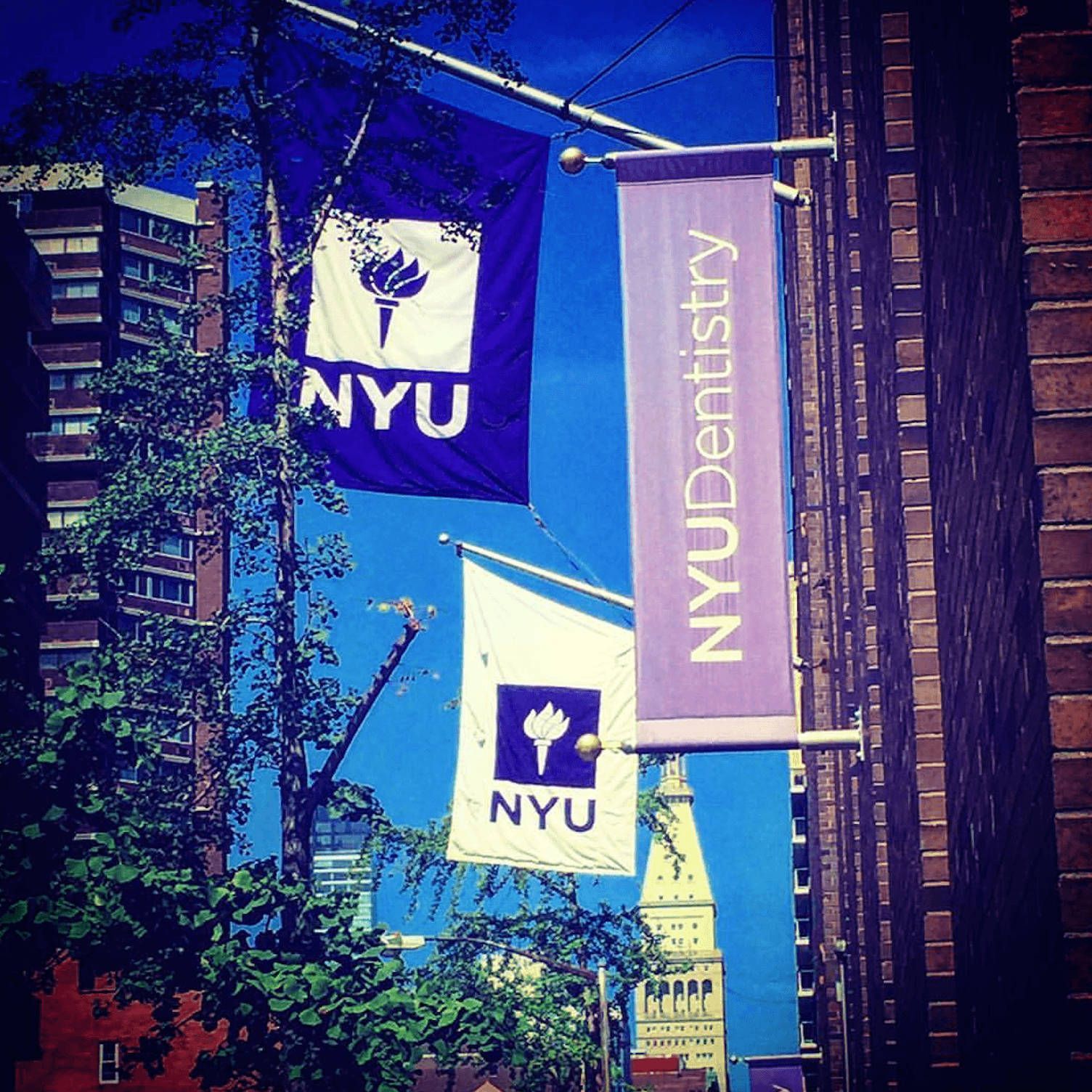 1504x1504 NYU Banners Wallpaper