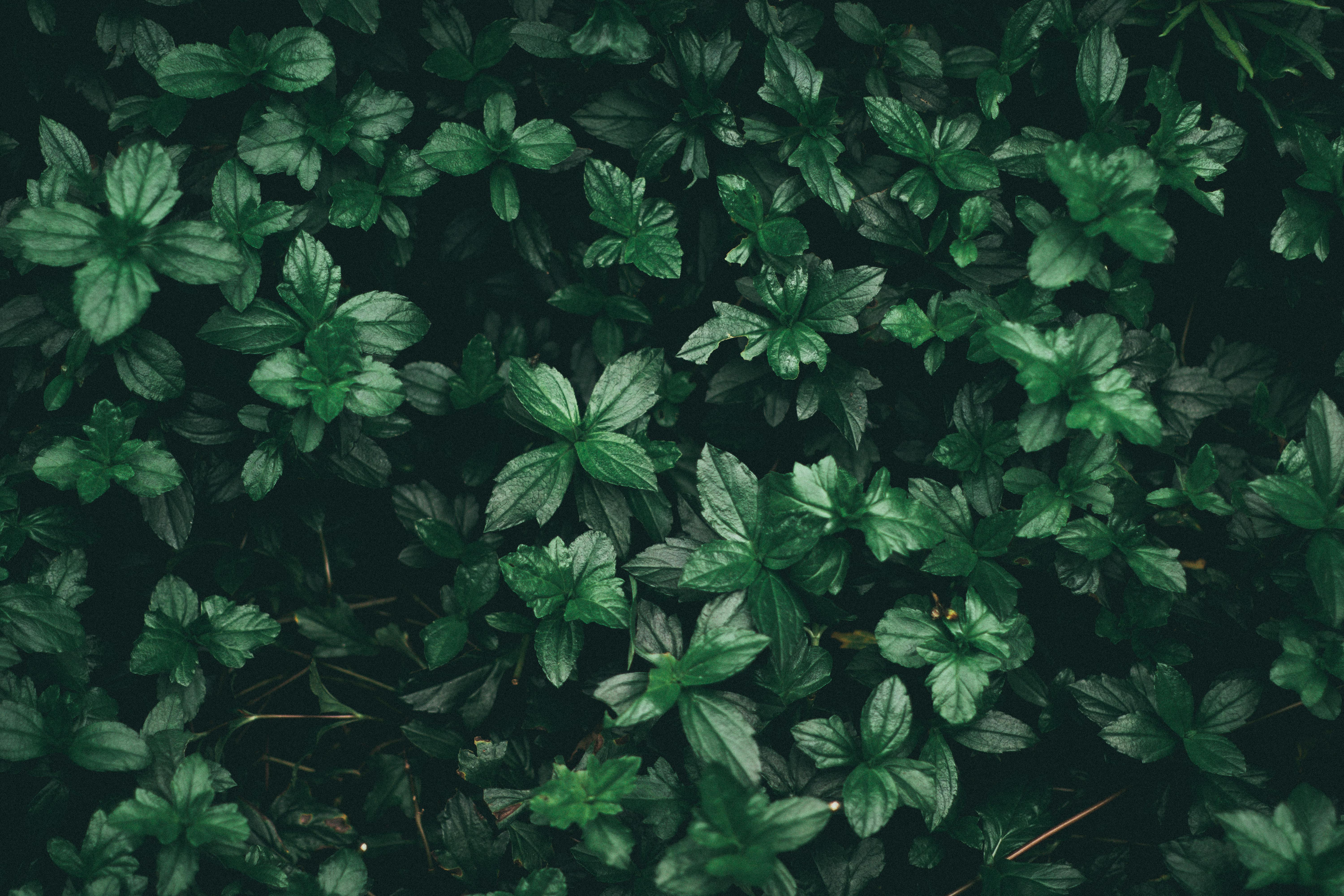 6000x4000 Dark Green & HD Image