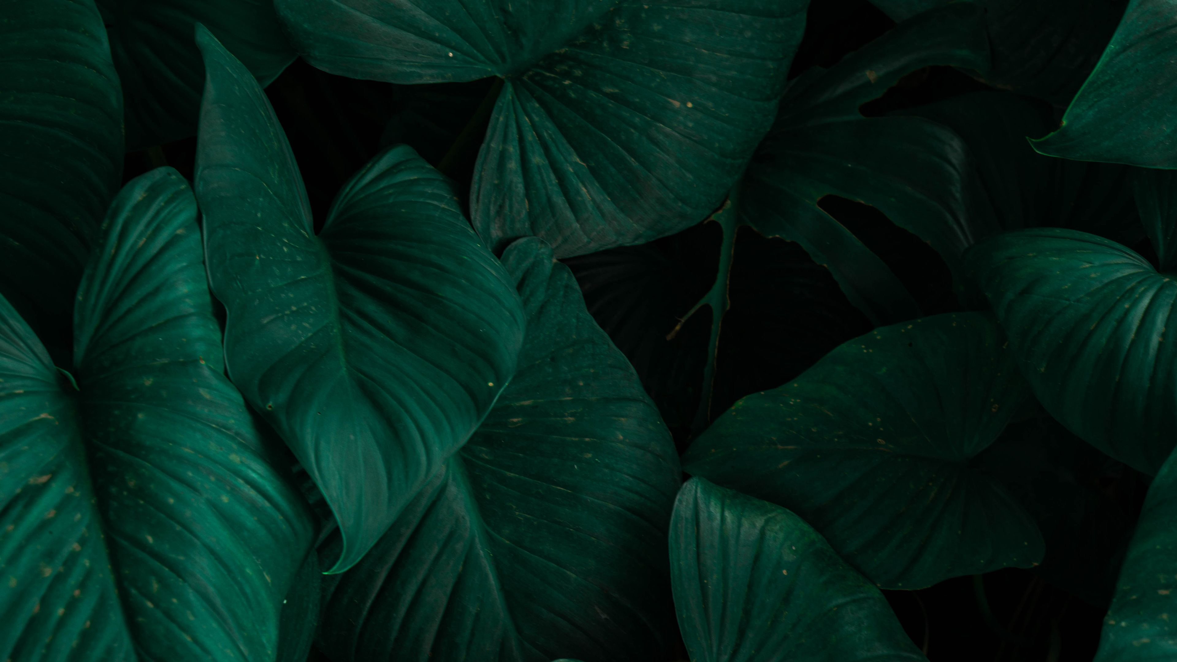 Dark Green 4k Wallpapers - Top Free Dark Green 4k Backgrounds ...