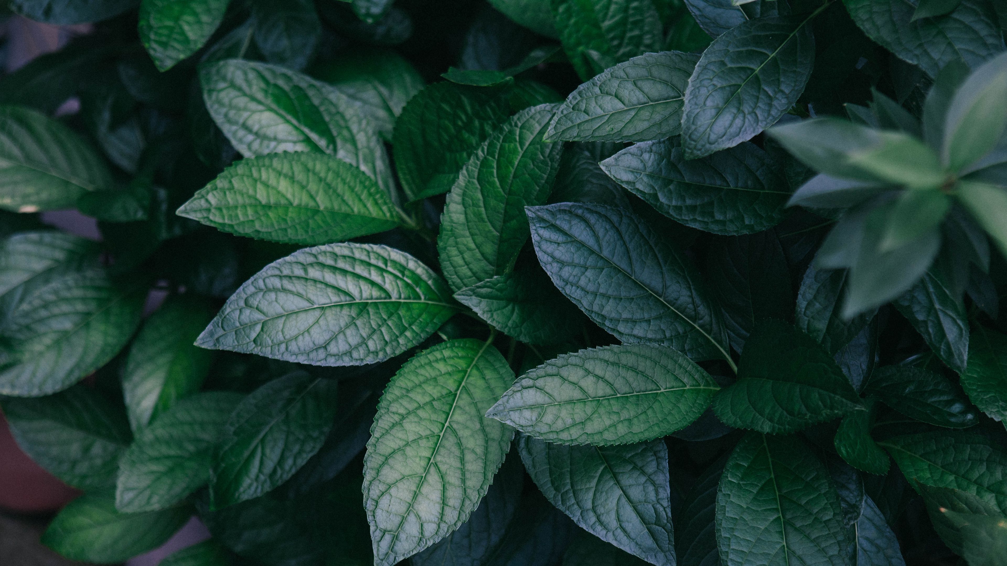 3840x2160 Green Leaf Wallpaper 56 image