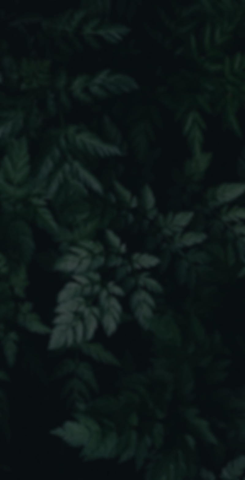 800x1565 Green leaf, amoled, dark, HD phone