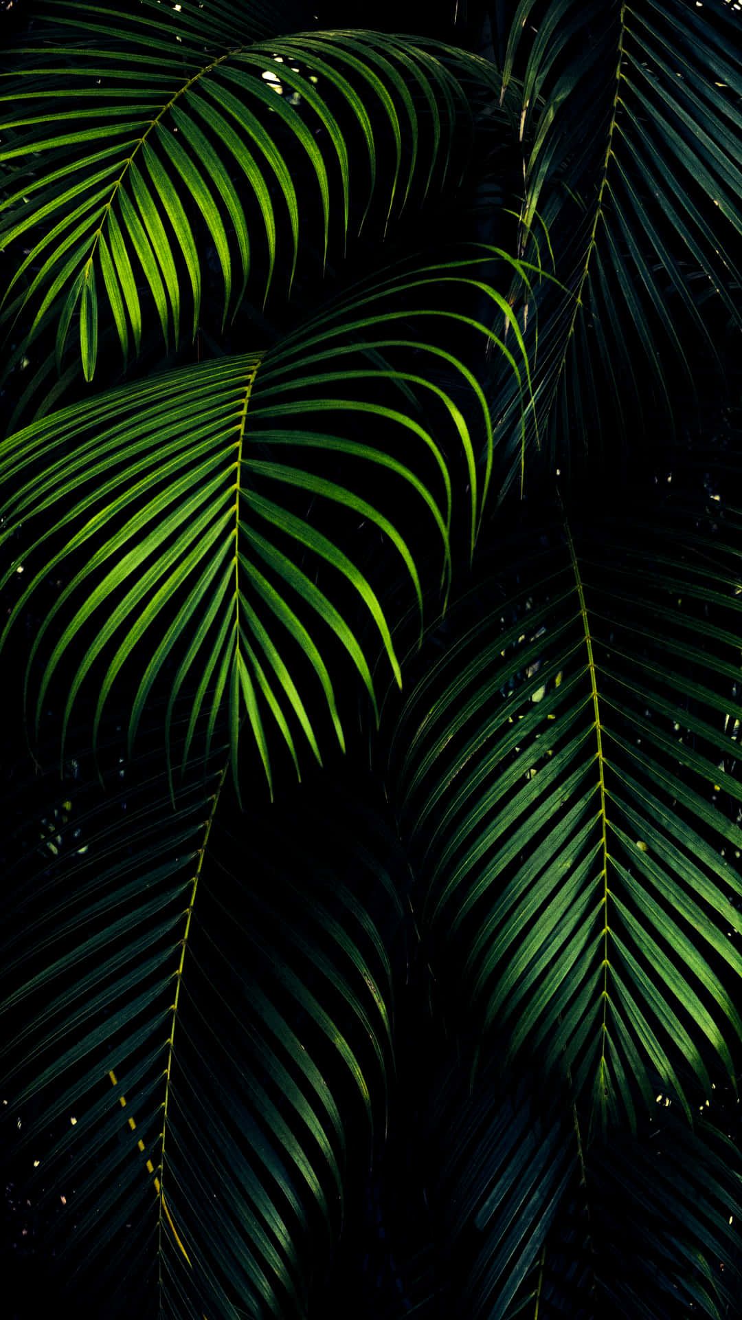 1080x1920 Dark Green iPhone Wallpaper