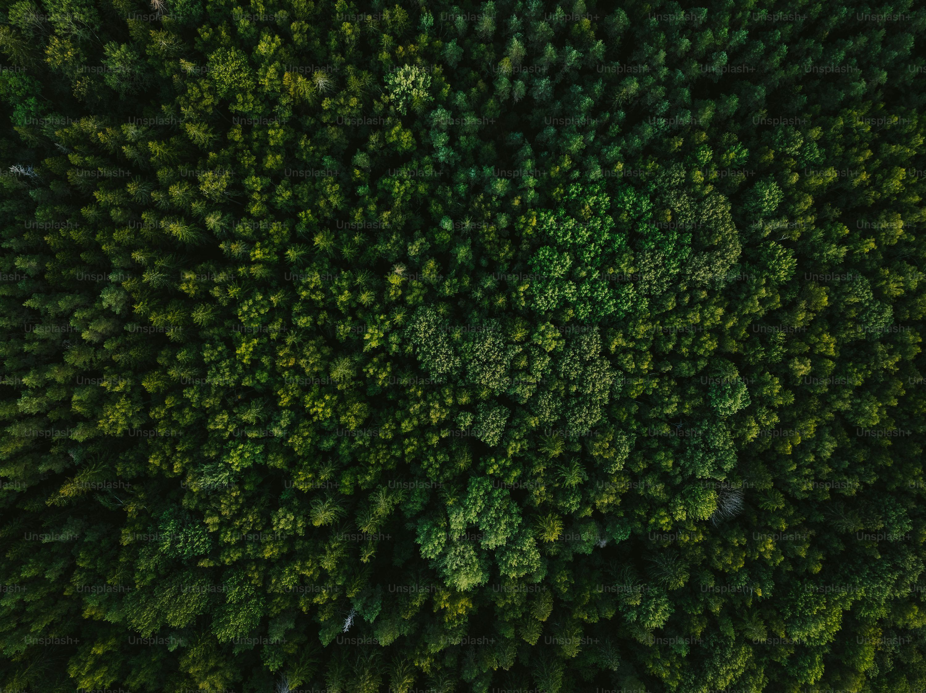 3000x2247 Dark Green Forest Picture. Download