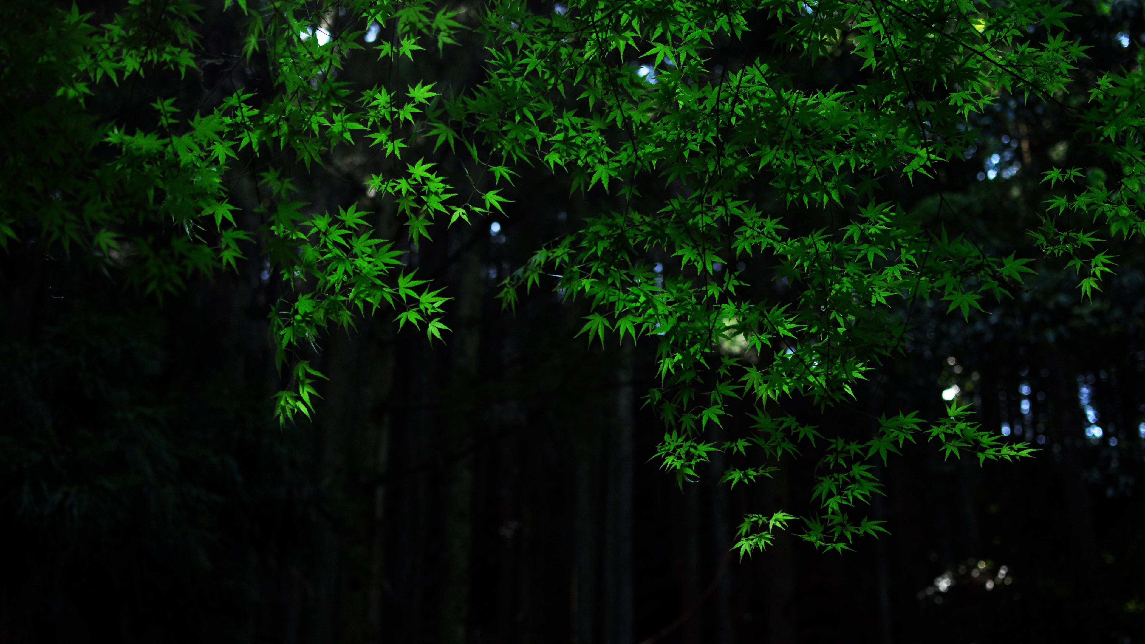 3840x2160 Nature, Green, Maple, Leaves, Tree