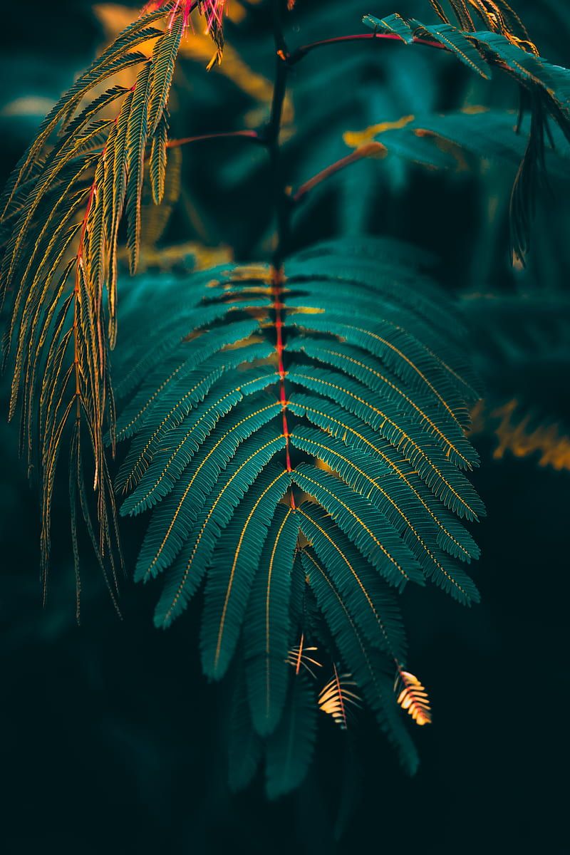 800x1200 leaf, HD phone wallpaper