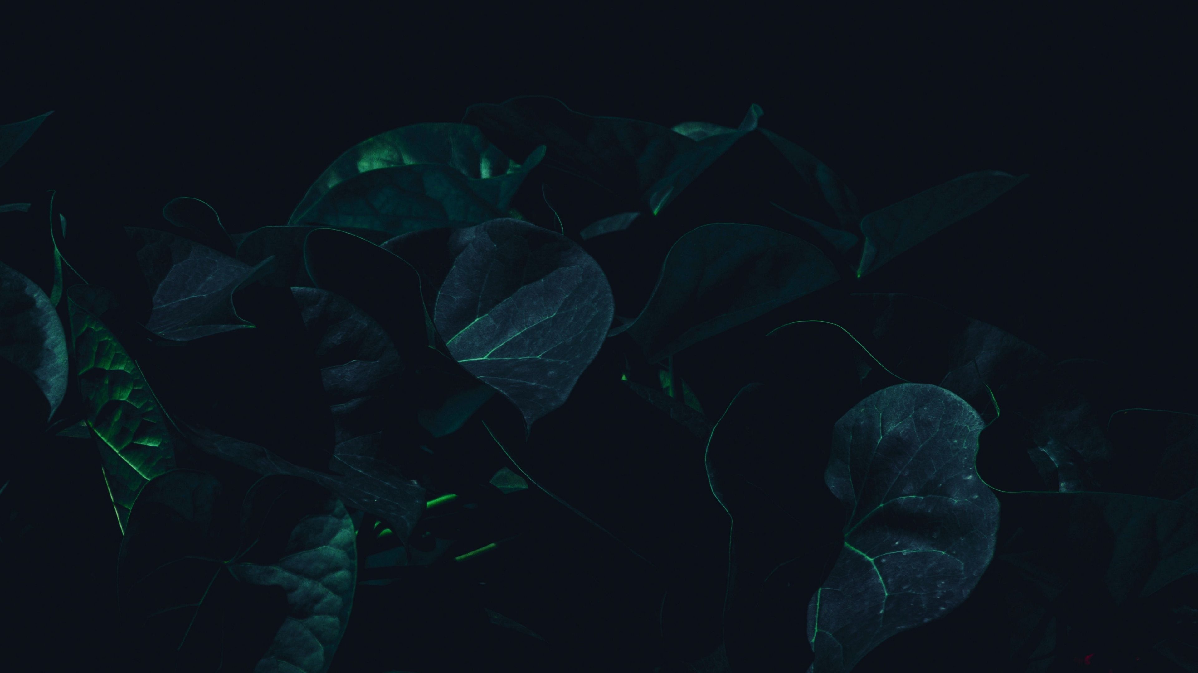 3840x2160 4k Dark Green Wallpaper
