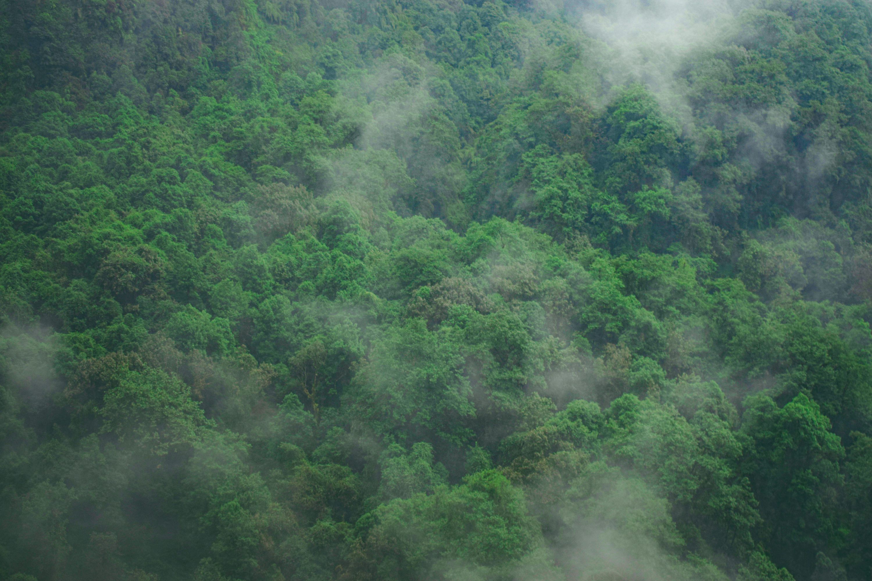 3000x2000 Dark Green Nature Picture. Download