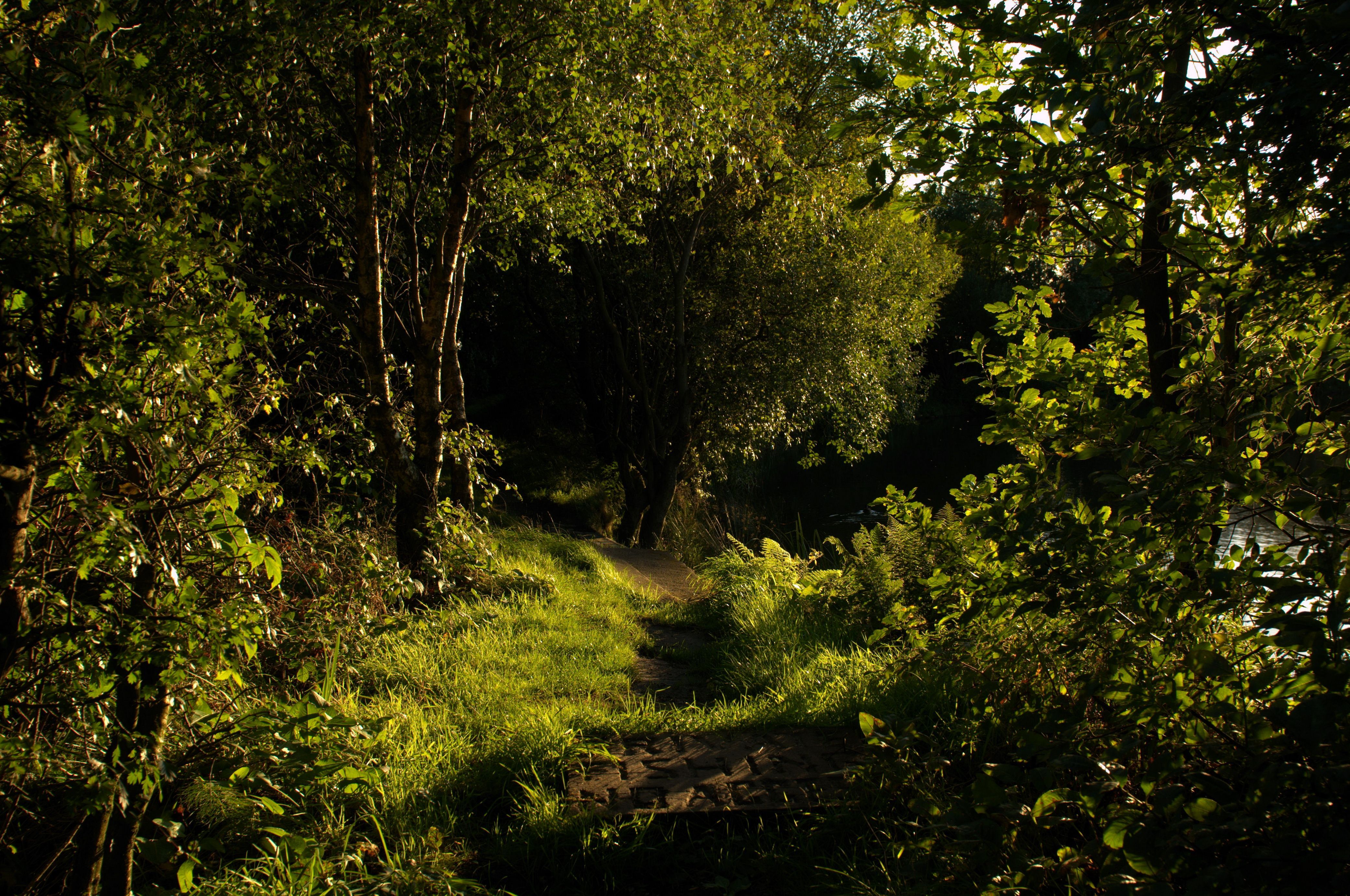4168x2767 Nature Path 4k Ultra HD Wallpaper