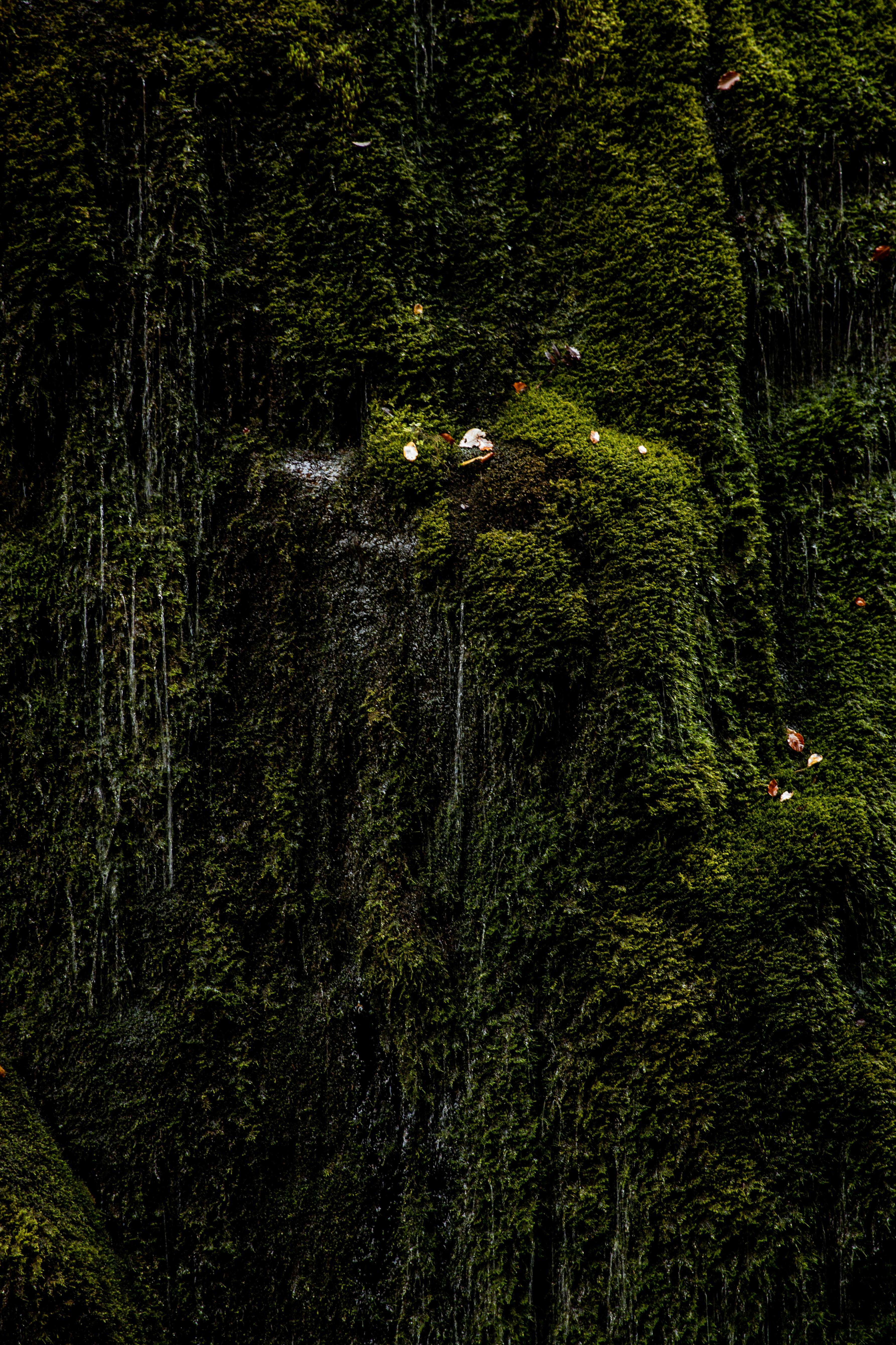 3573x5360 growing moss · Free