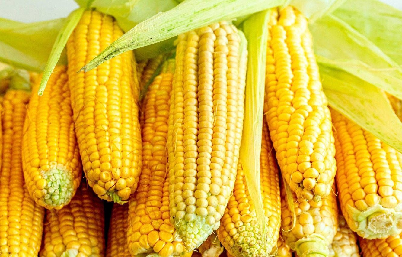 1332x850 Layers Of Sweet Corns Wallpaper
