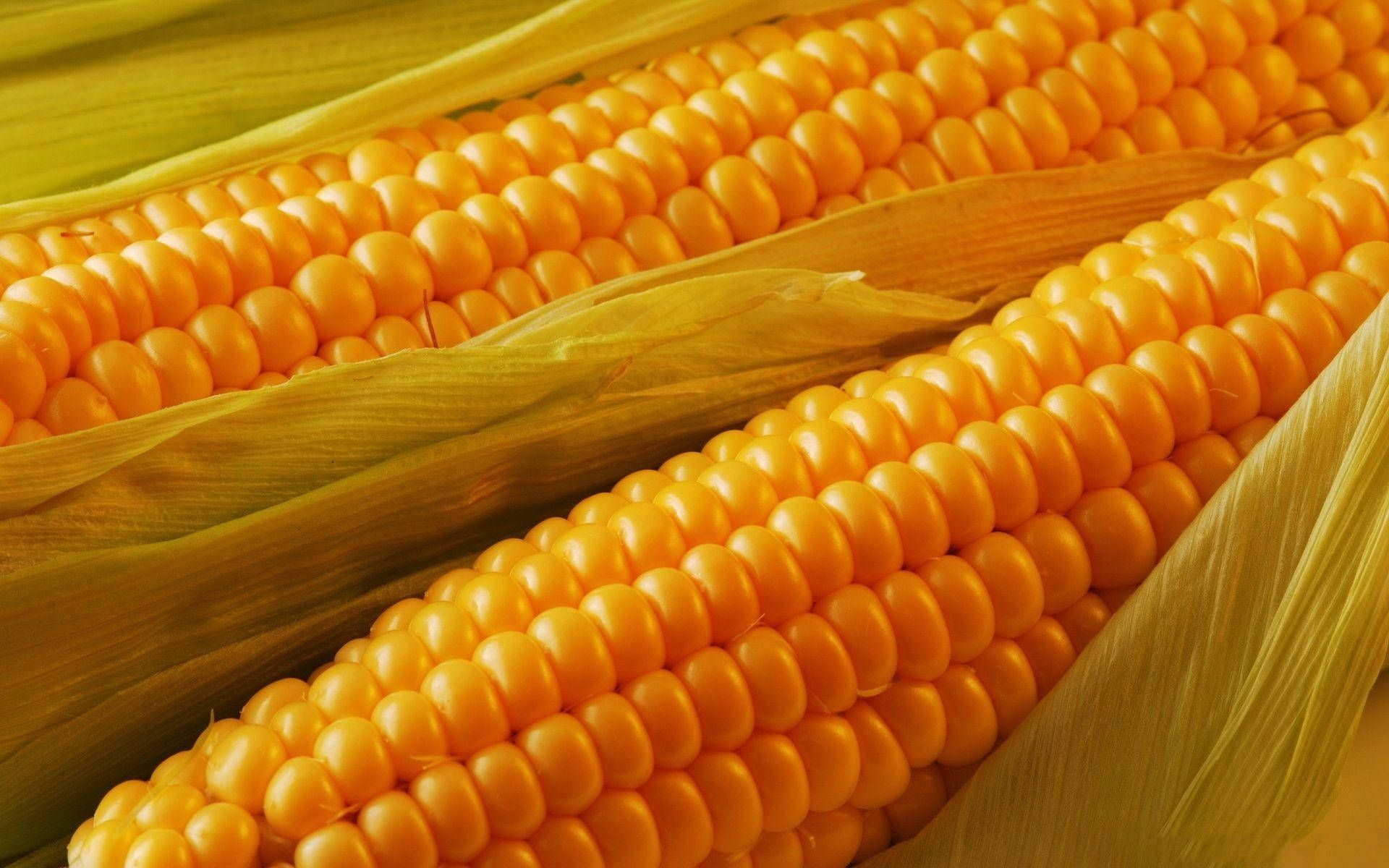 1920x1200 Sweet Corns Wallpaper