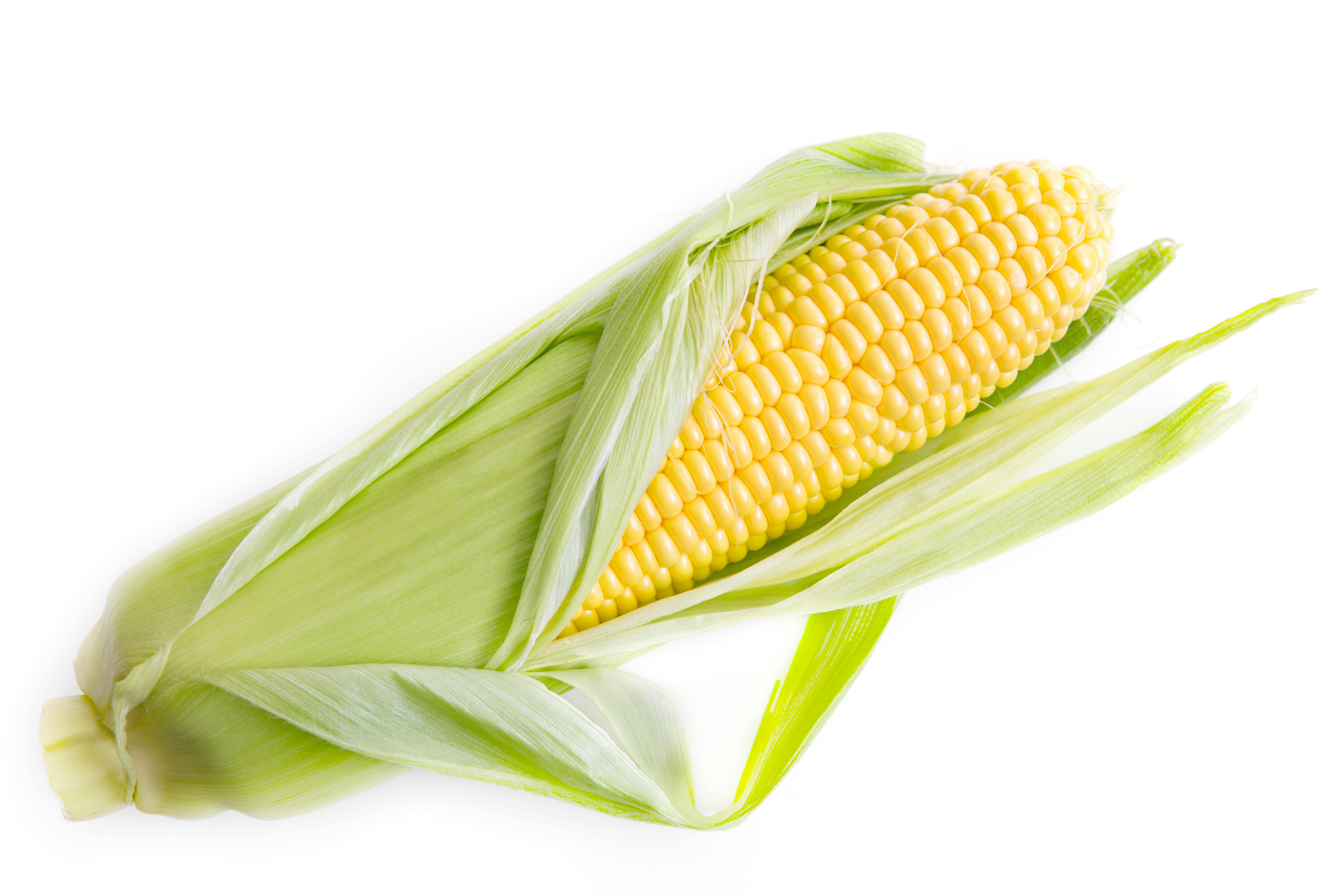 6000x4000 Sweet Corn & HD Image