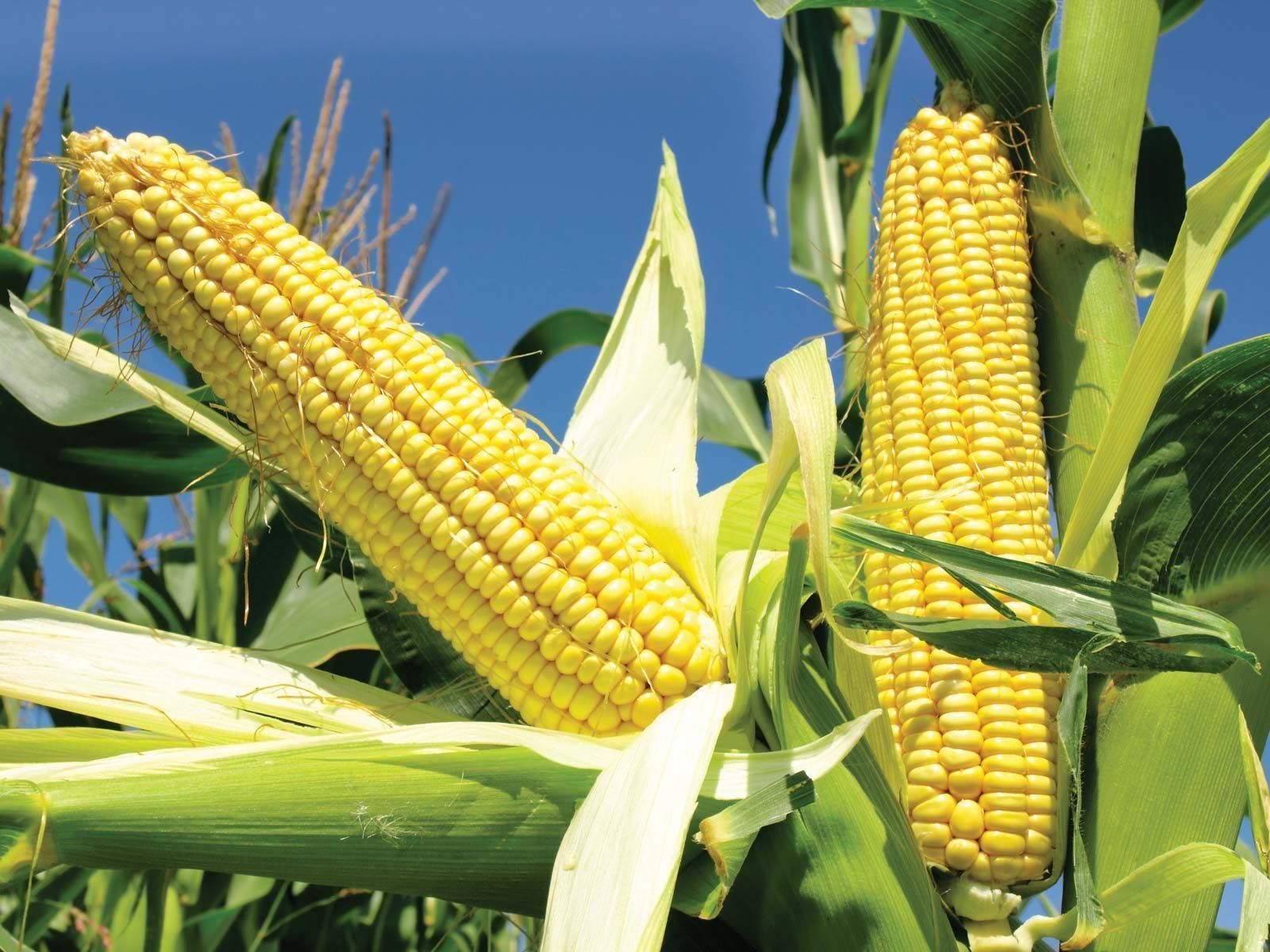 1600x1200 Corn. History, Cultivation, Uses, & Description