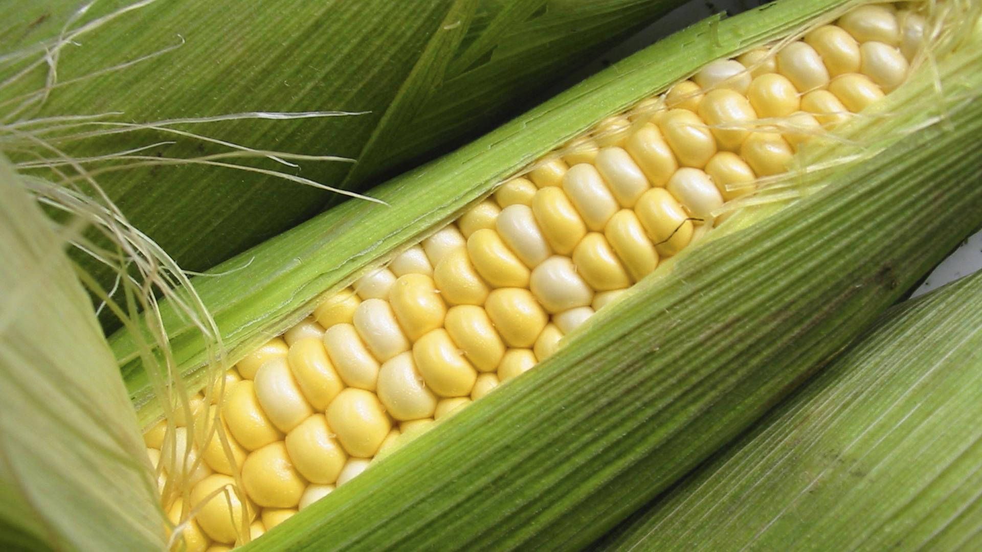 1920x1080 Mixed Colored Sweet Corn Wallpaper