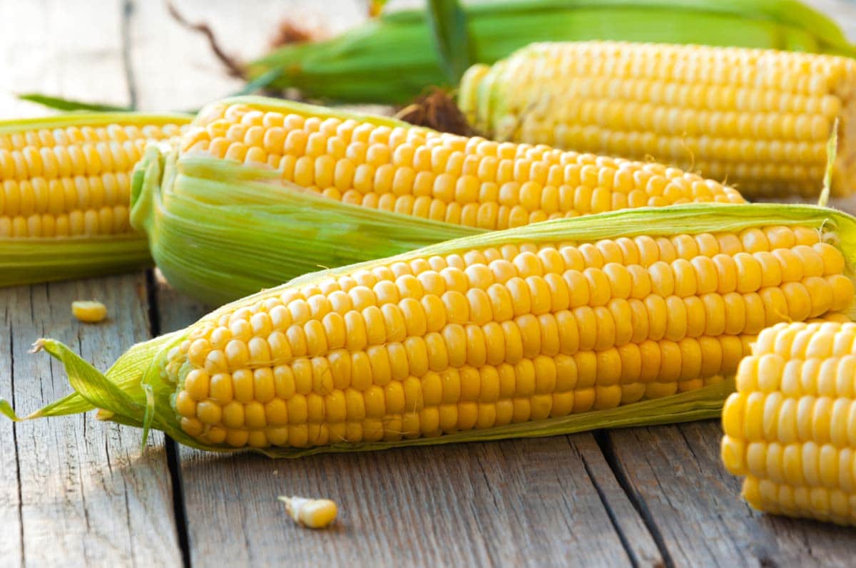 1200x797 Buy Corn Seeds