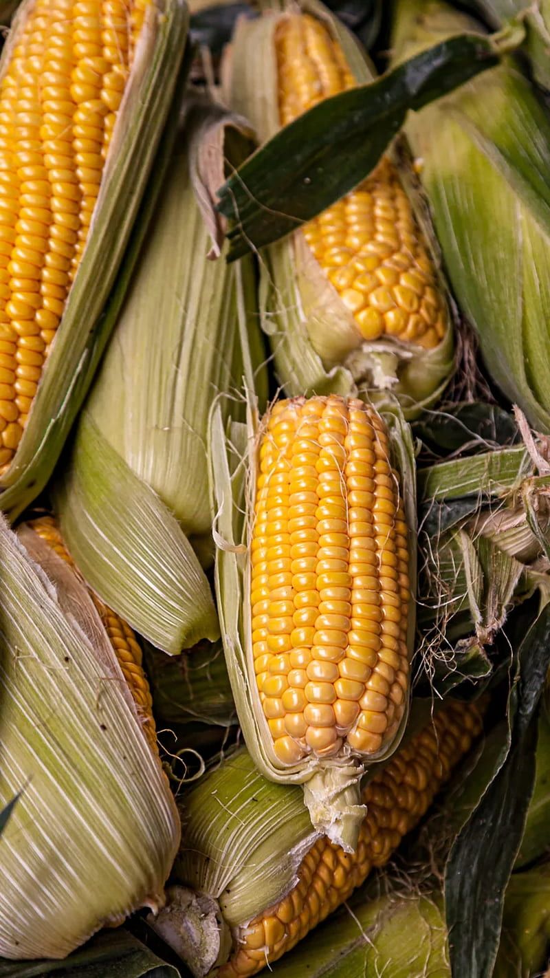800x1422 HD nature corn wallpaper