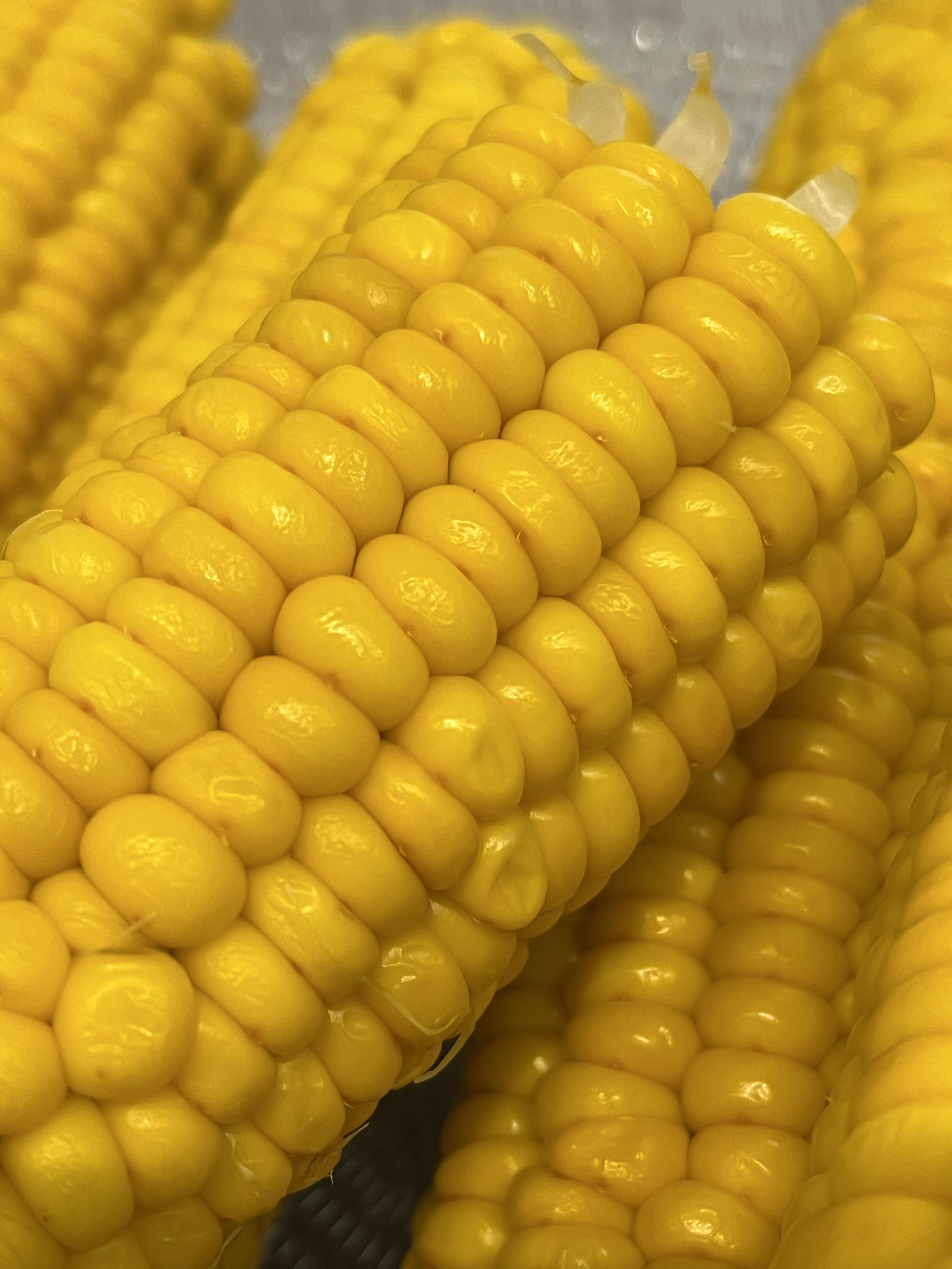 3024x4032 red dots on my sweet corn