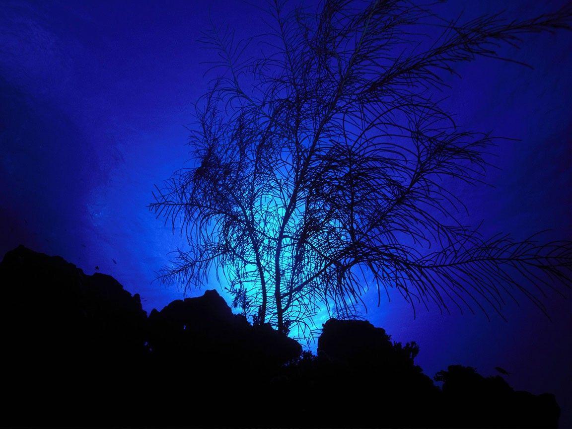 1152x864 Sky: Tree Blue Nature Caribbean Sky Wallpaper HD 1920x1080 for HD 16