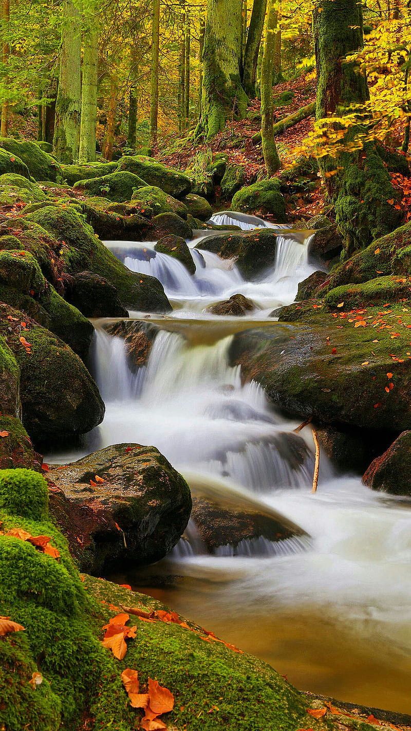 800x1422 River, forest, green, landscape, nature