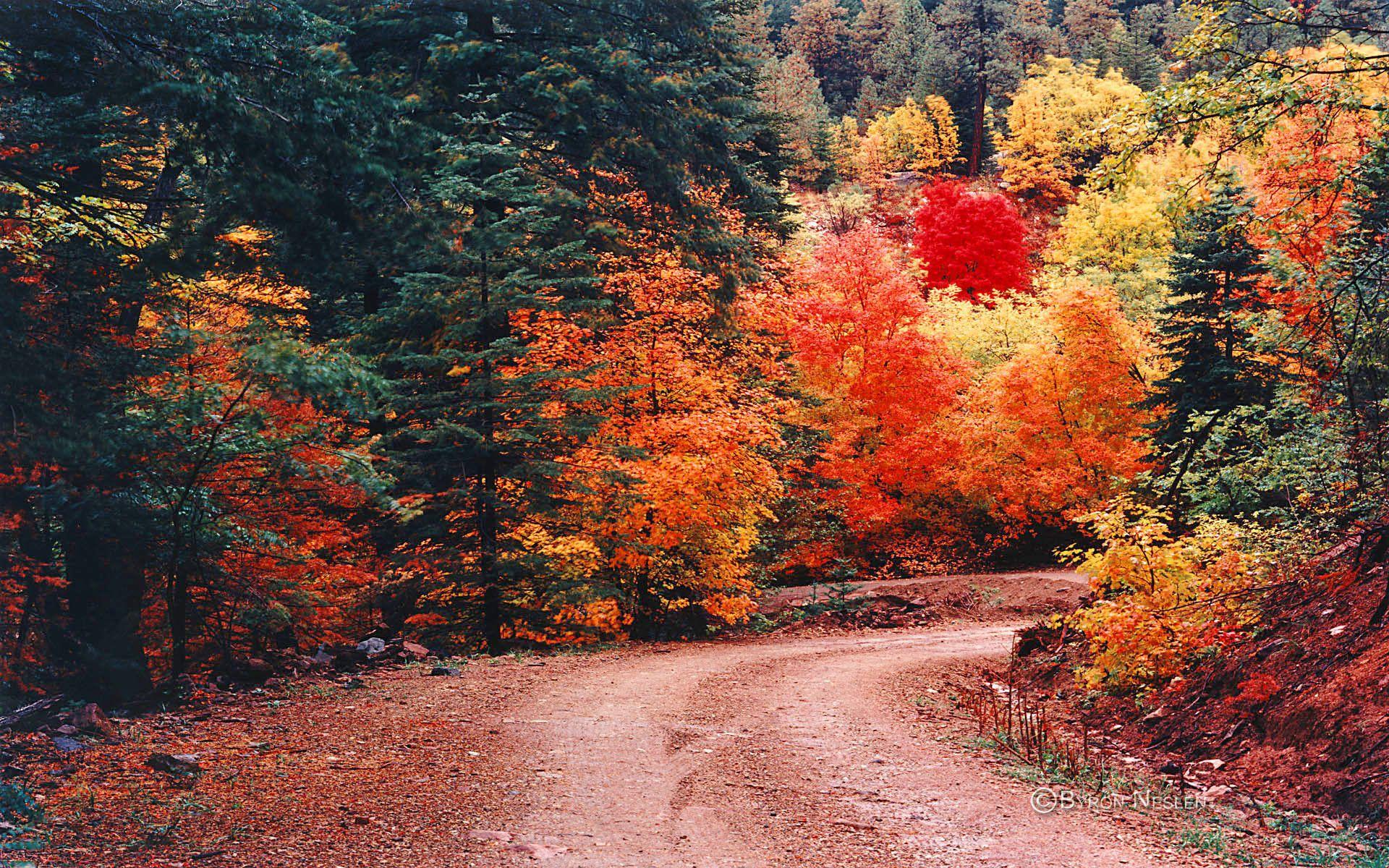 1920x1200 HD Fall Mountain Wallpaper