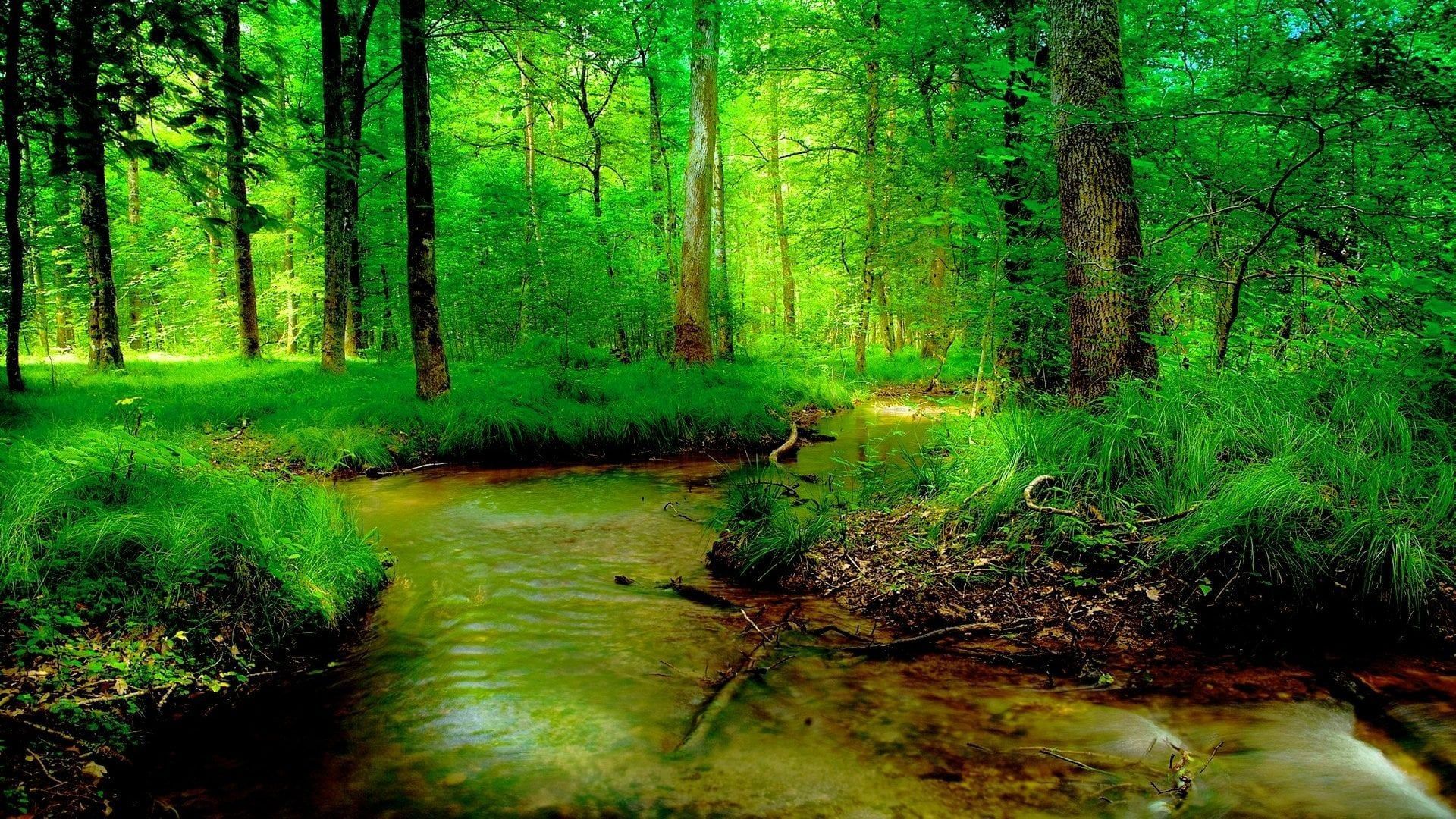 1920x1080 river forest summer nature wallpaper