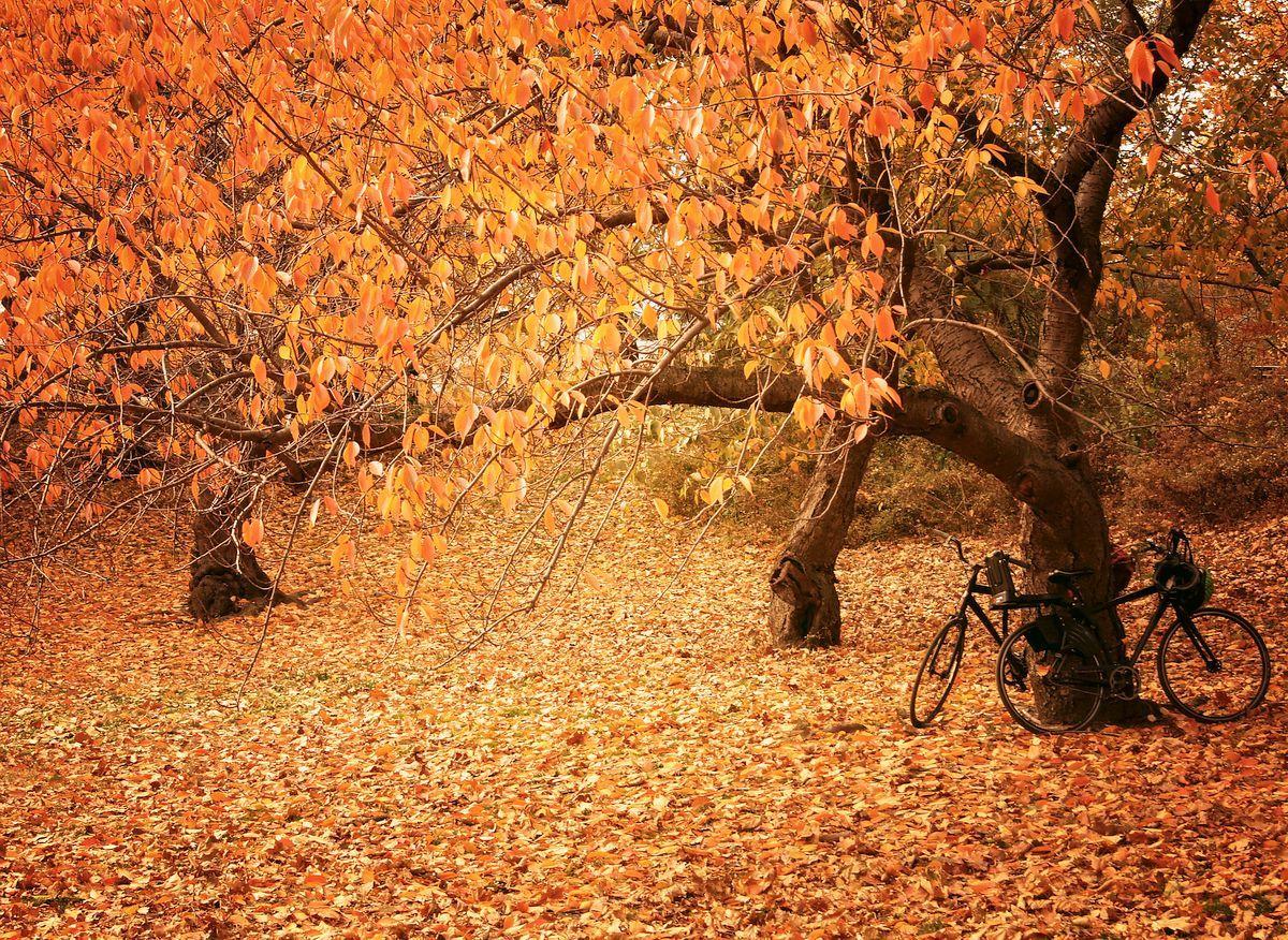 1200x876 Autumn in New York City in 24 Image