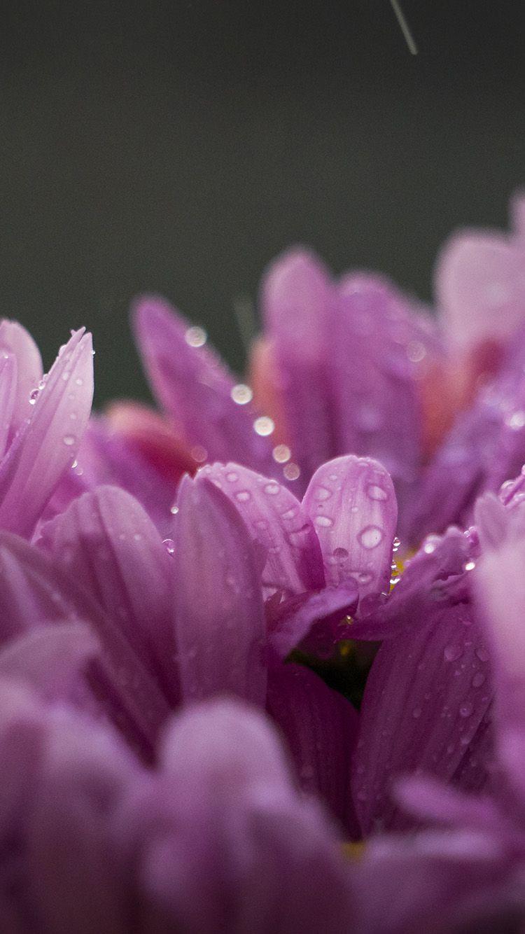 750x1334 iPhone 6 wallpaper. flower