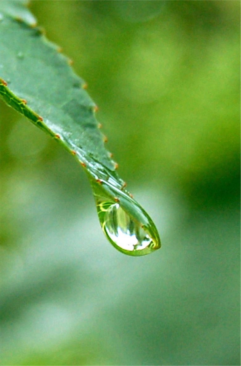 780x1182 Free Picture Of Raindrops, Download Free Clip Art, Free
