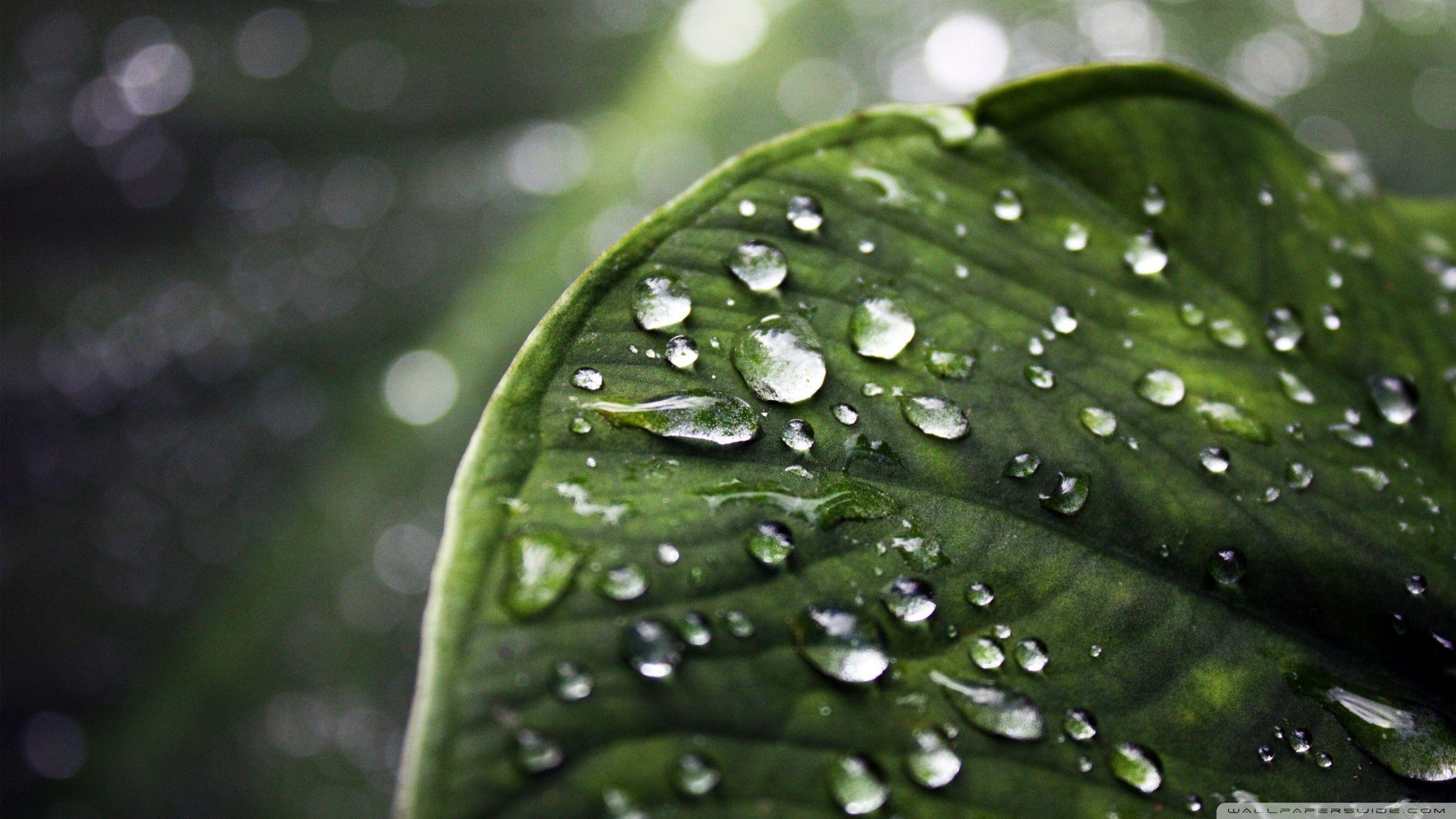 2400x1350 Raindrops ❤ 4K HD Desktop Wallpaper for 4K Ultra HD TV