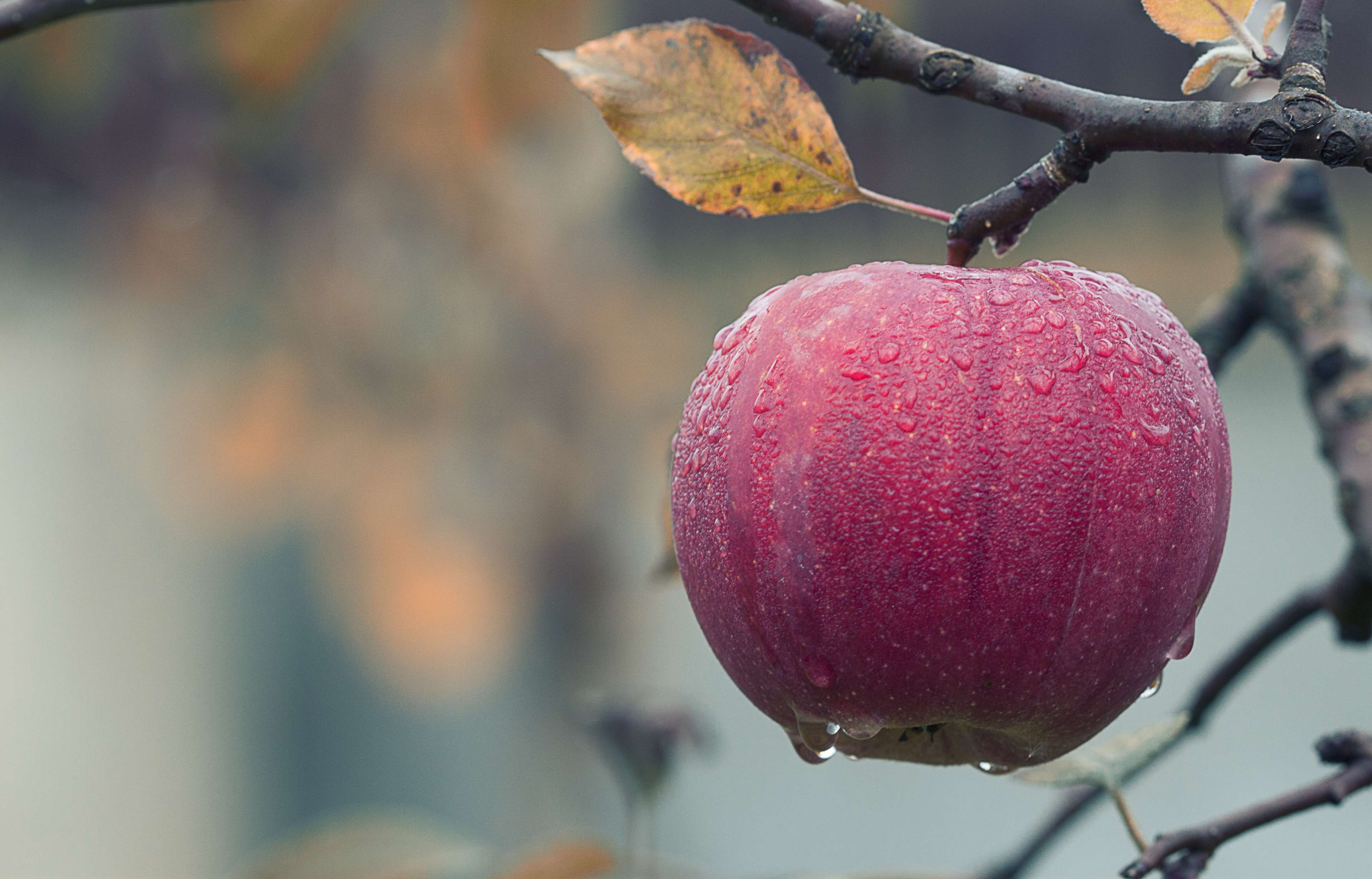 3840x2460 agriculture, apple, blur, branch, close up, dewdrops
