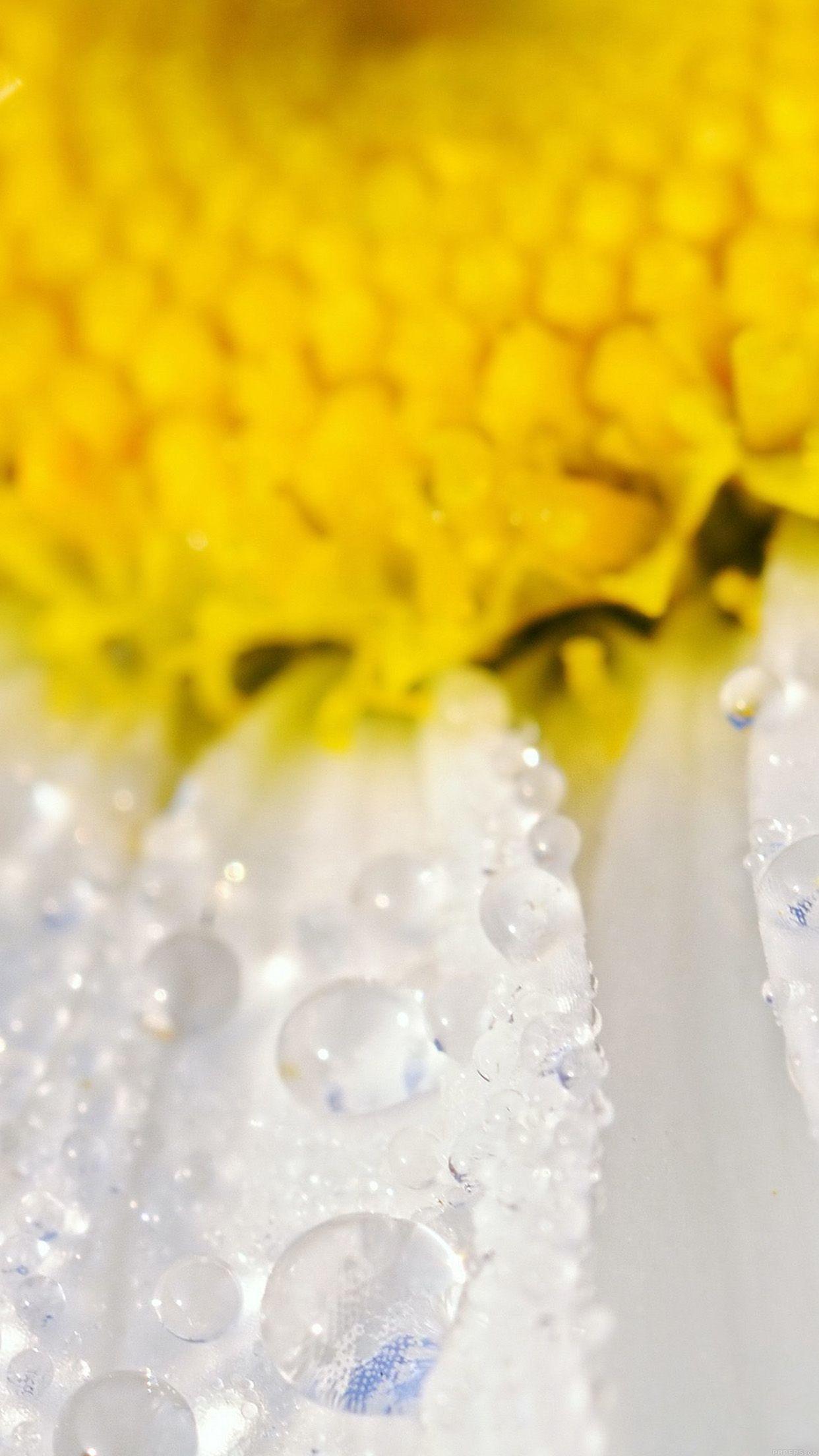 1242x2208 Flower Raindrop Yellow Nature Android wallpaper HD