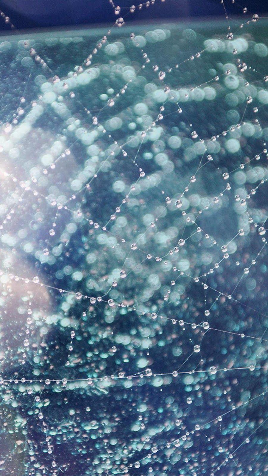 900x1600 iPhone 7 Wallpaper Night Nature Spider Web Blue