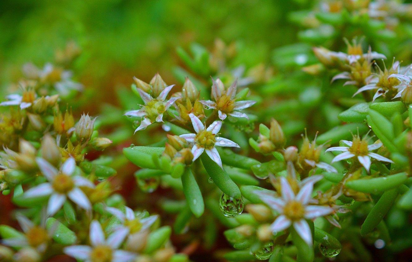 1332x850 Wallpaper Spring, Flowers, Flowers, Spring, Rain drops, Raindrops image for desktop, section природа