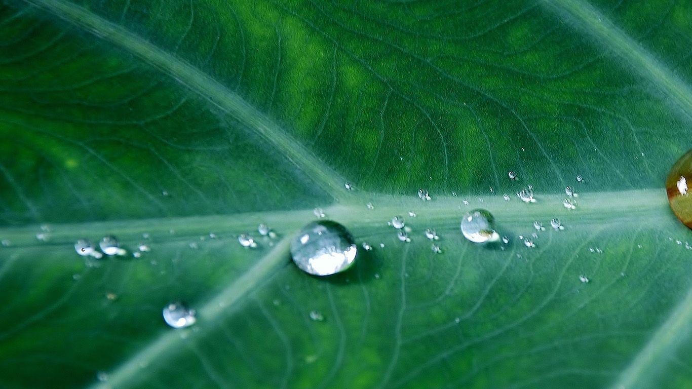1366x768 Leaf Water Spring Green Nature Rain Wallpaper